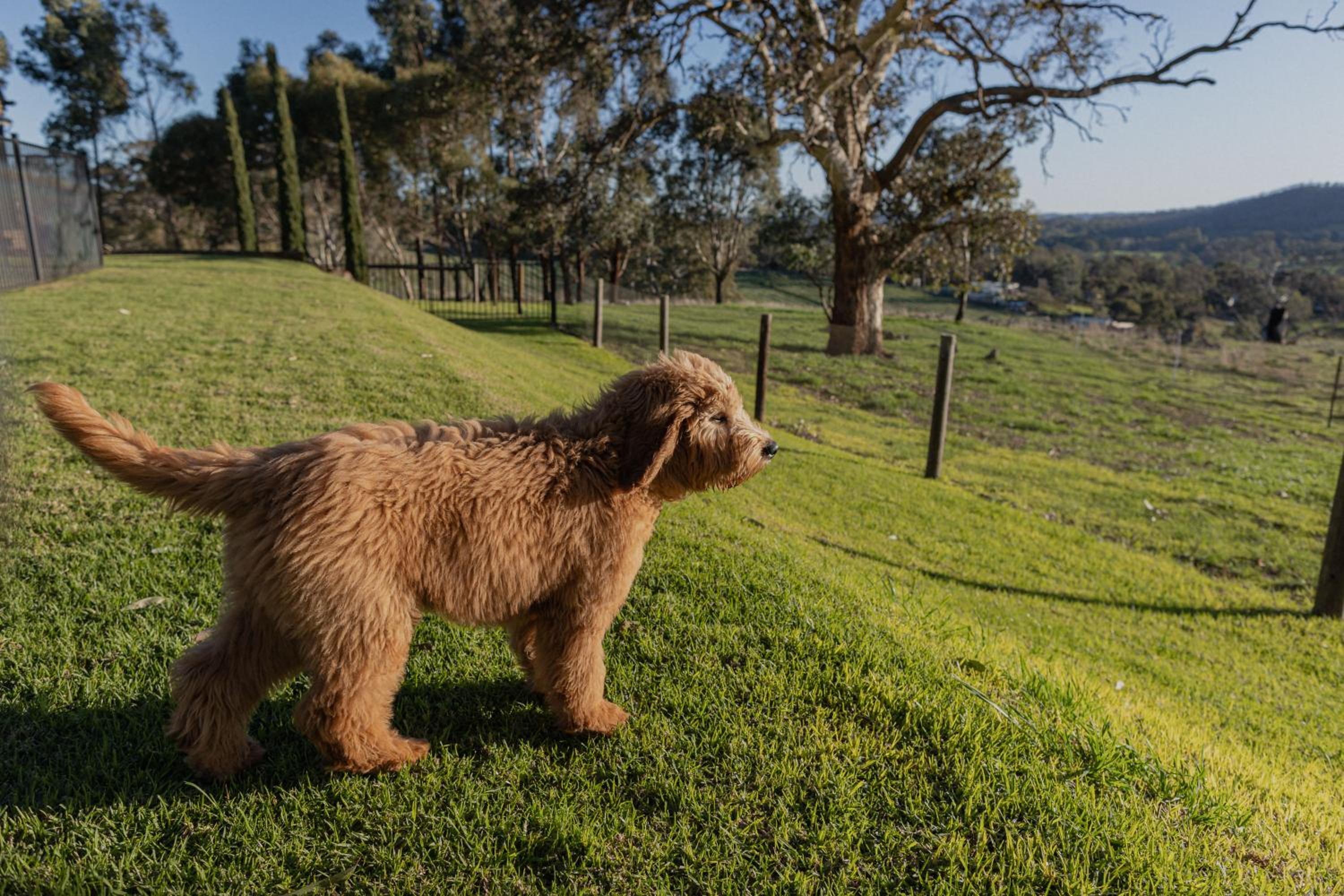 47 WOOLSHED ROAD - Adelaide Hills rural retreat