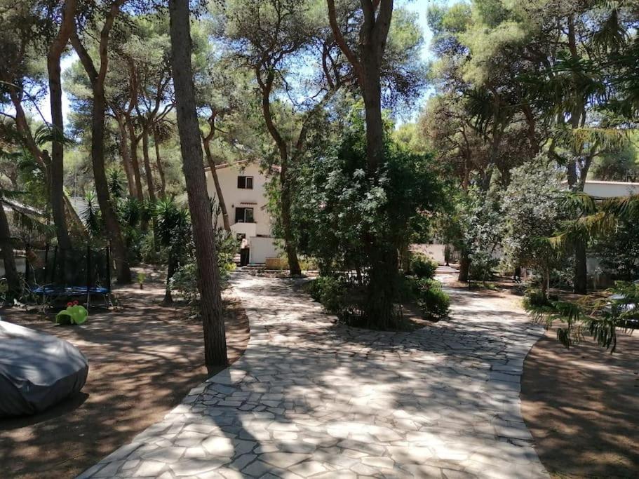 GLADOMUS - Splendida nel cuore della pineta view 5