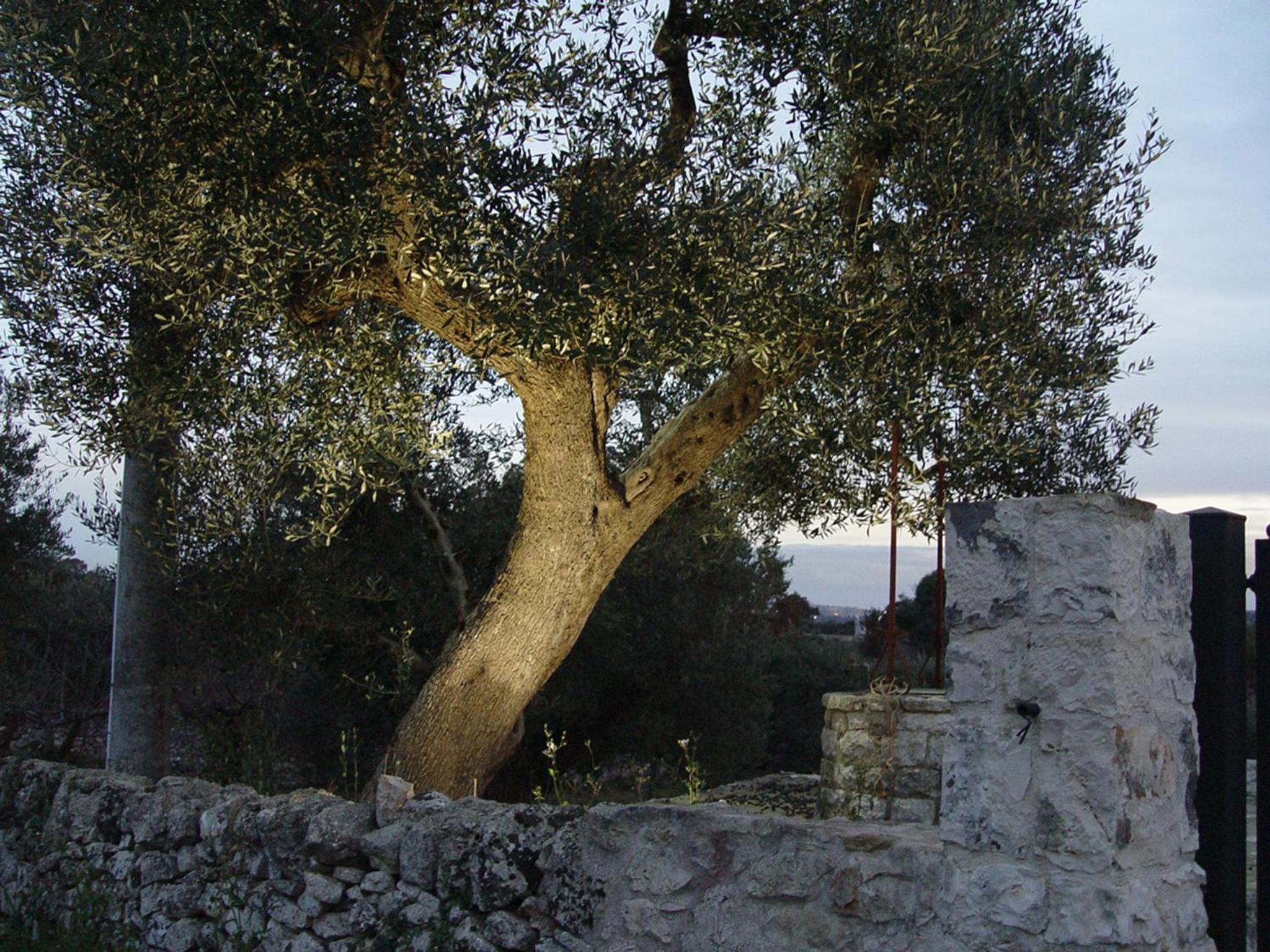 Photo 35