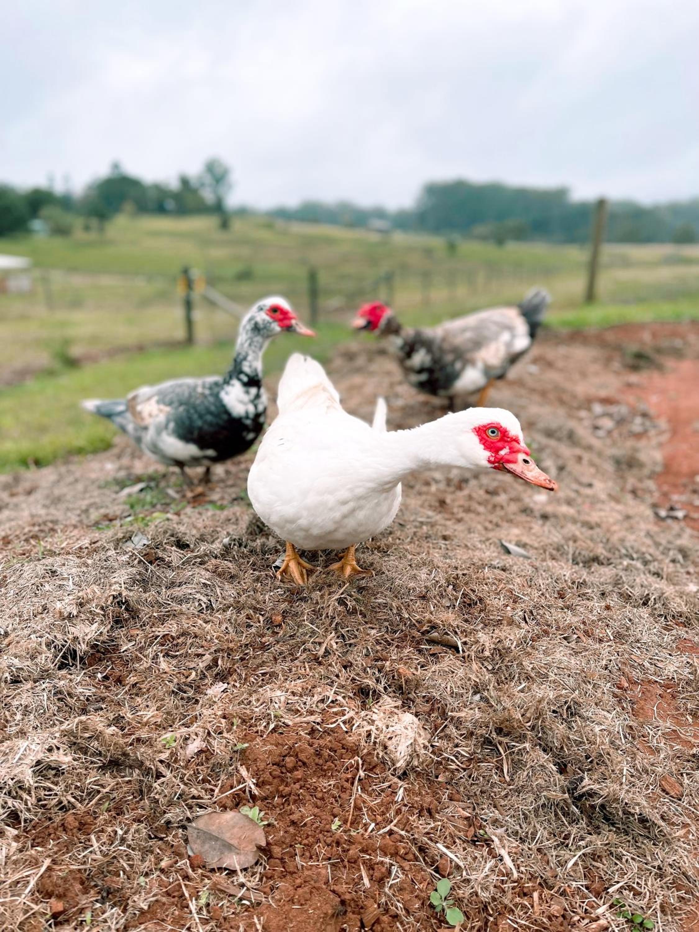 Seven Peaks Farm Stay