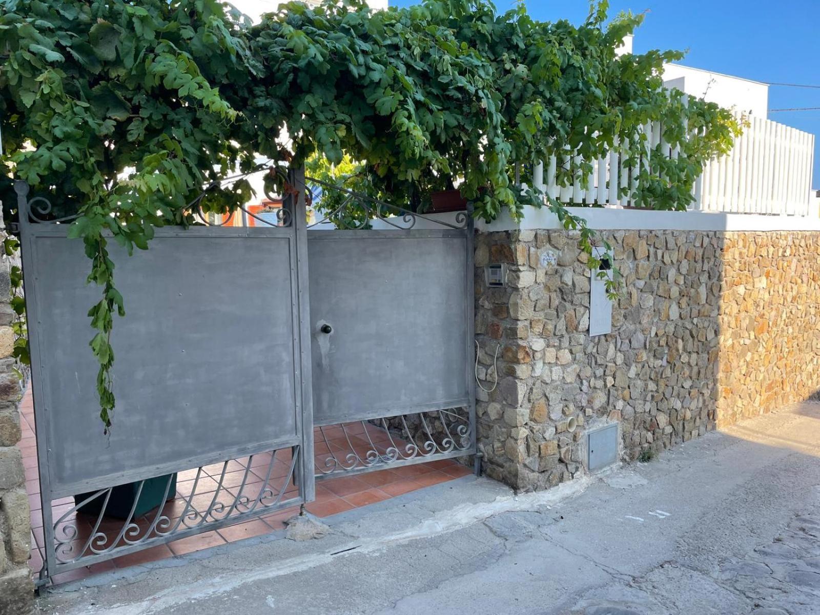 La Vite en Ponza