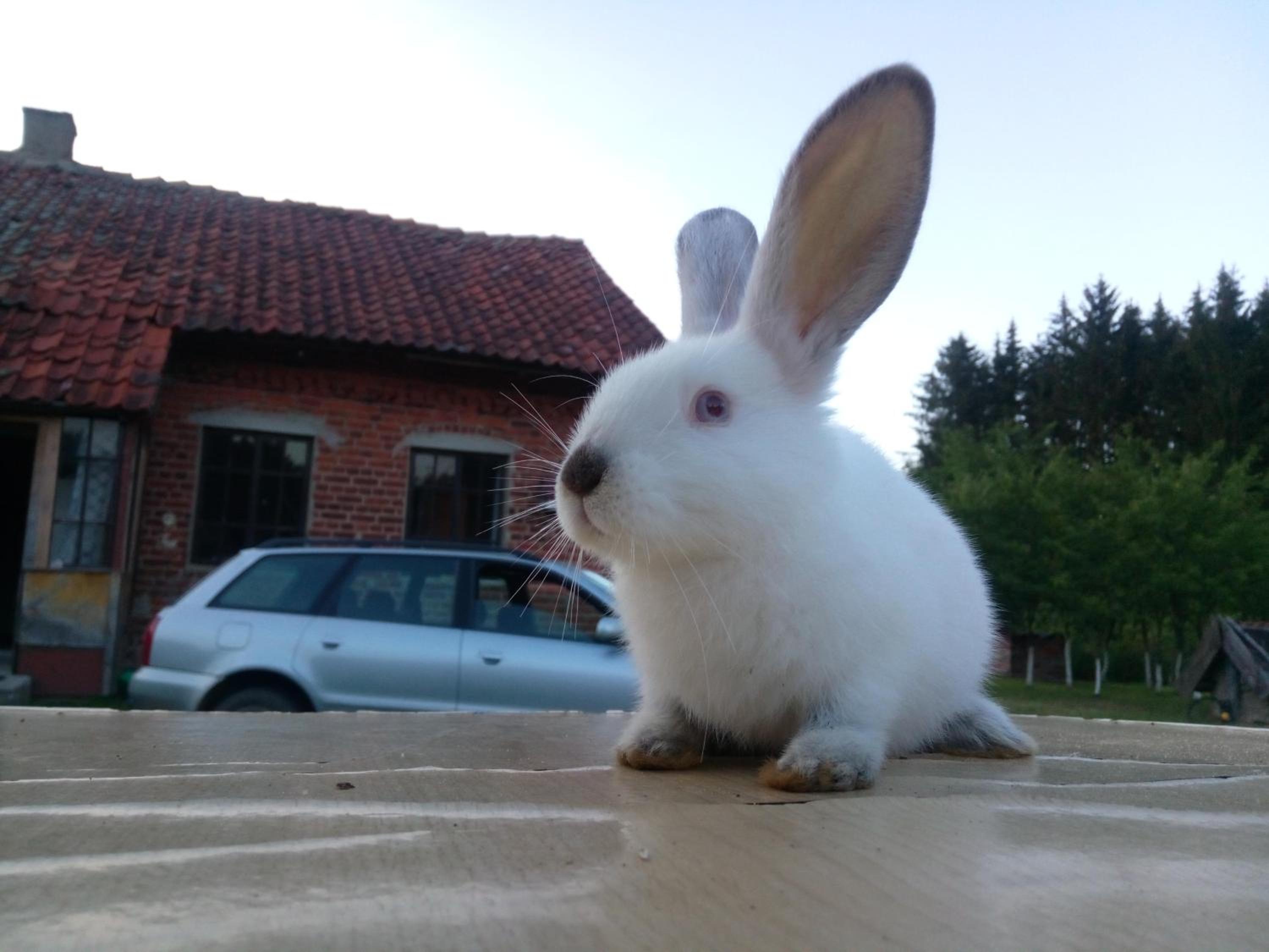 Photo 48
