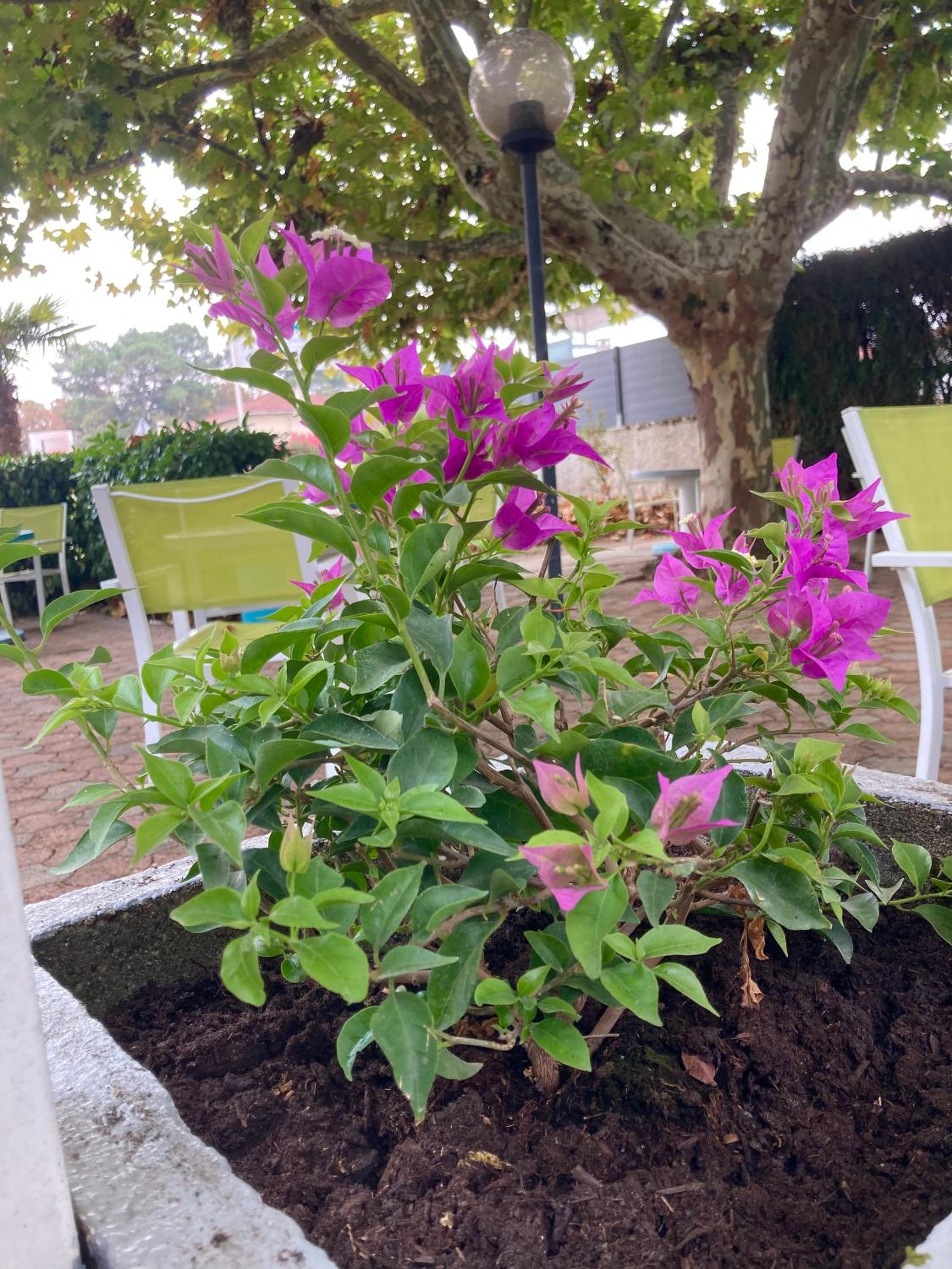 garden