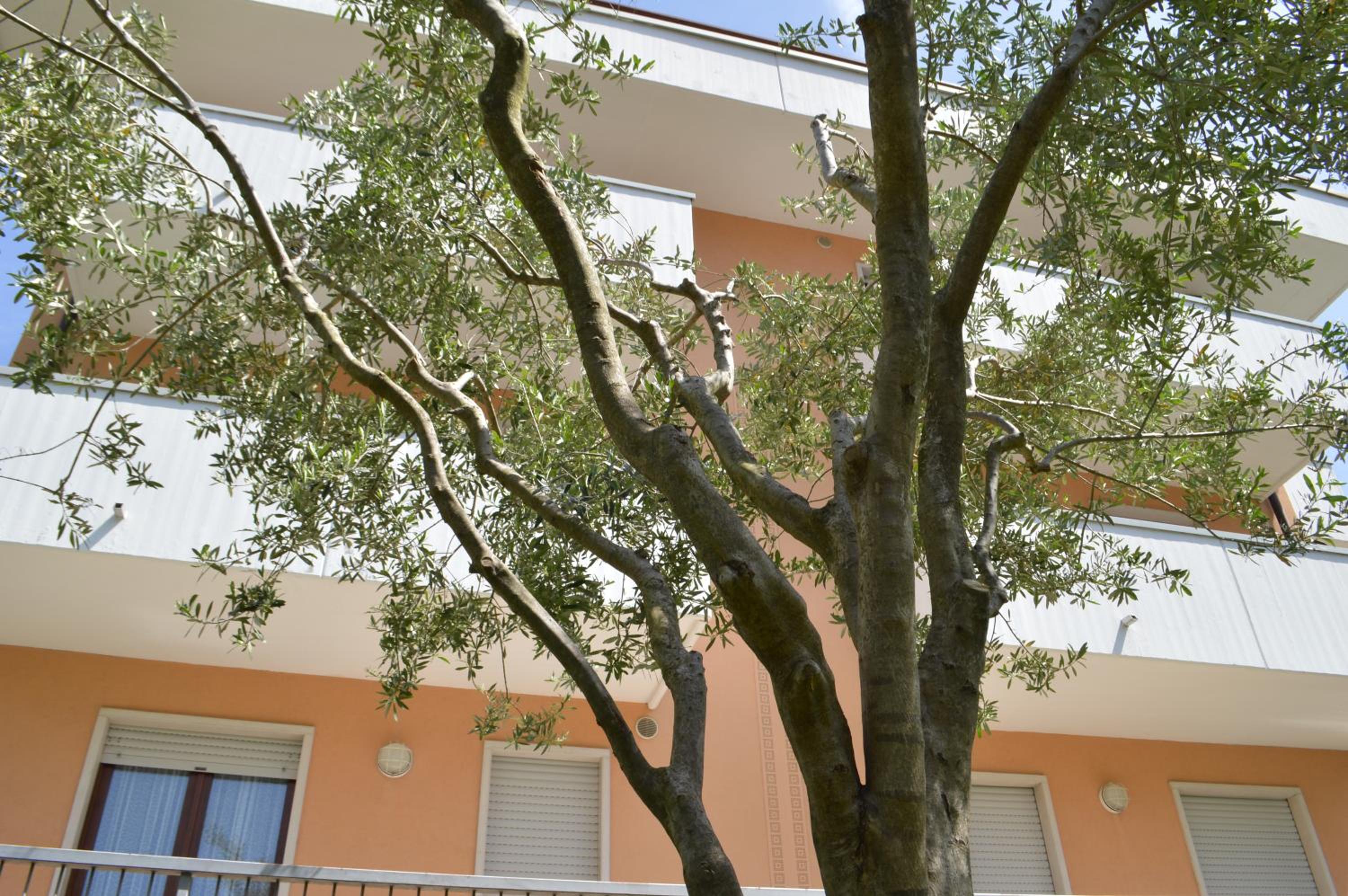 Appartamenti per Vacanze "Villa Elvi" view 5