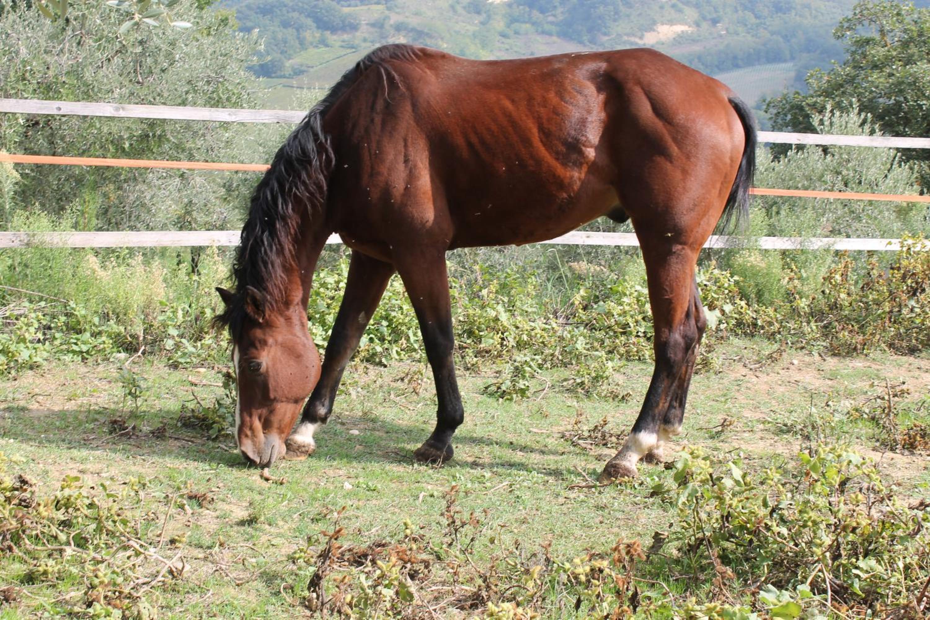 Agriturismo Montupoli