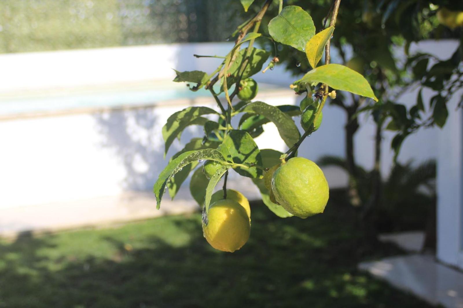 Photo 40