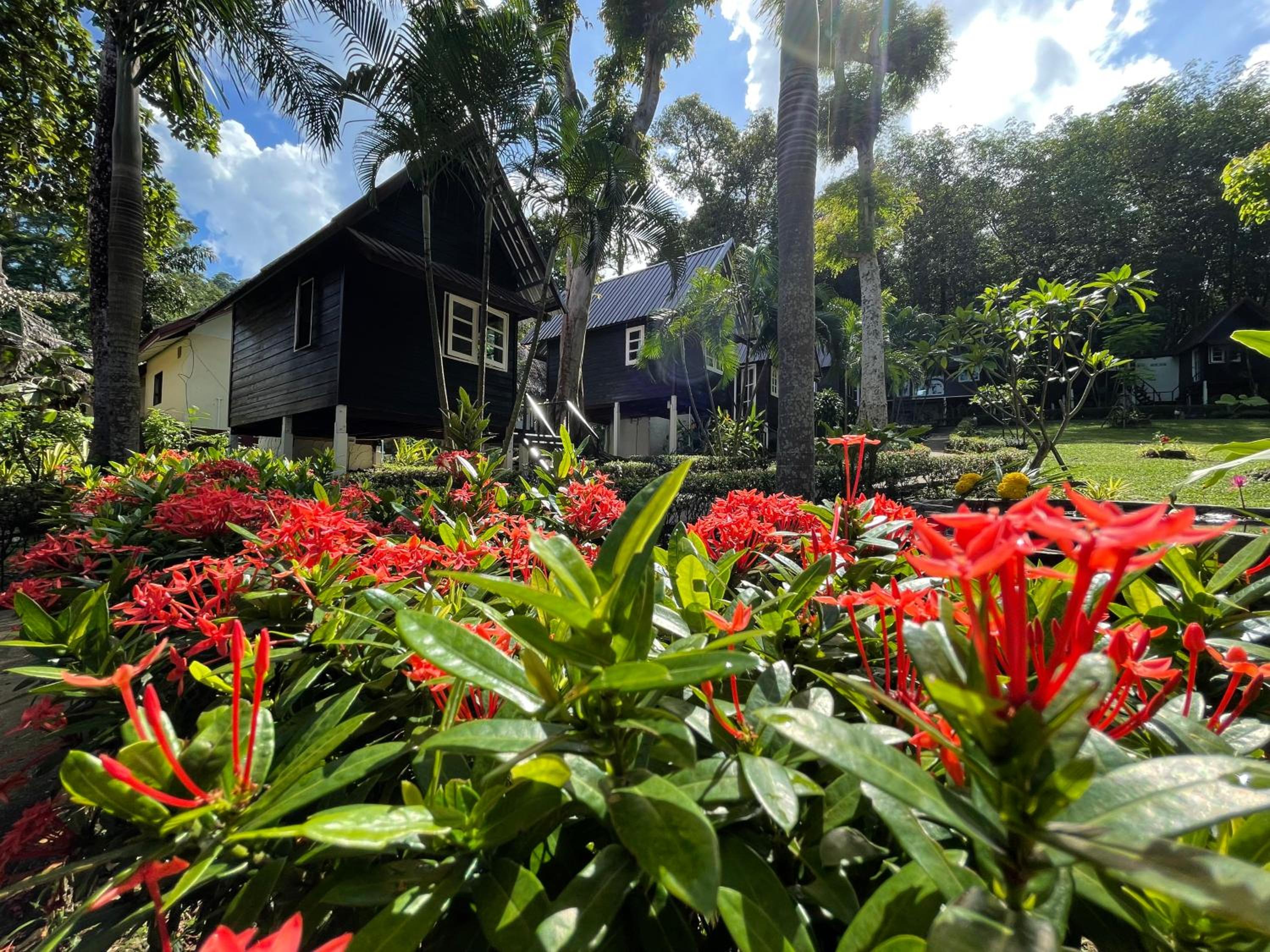 garden