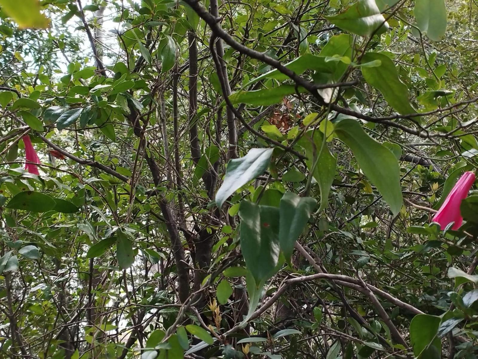CABAÑAS EL DIUCO EN COÑARIPE 6
