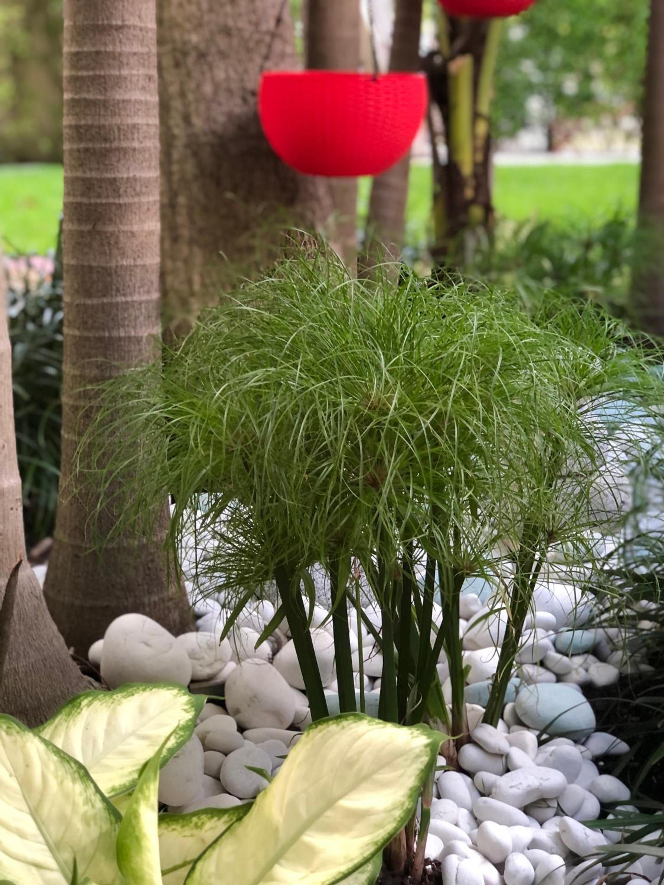 The Oasis