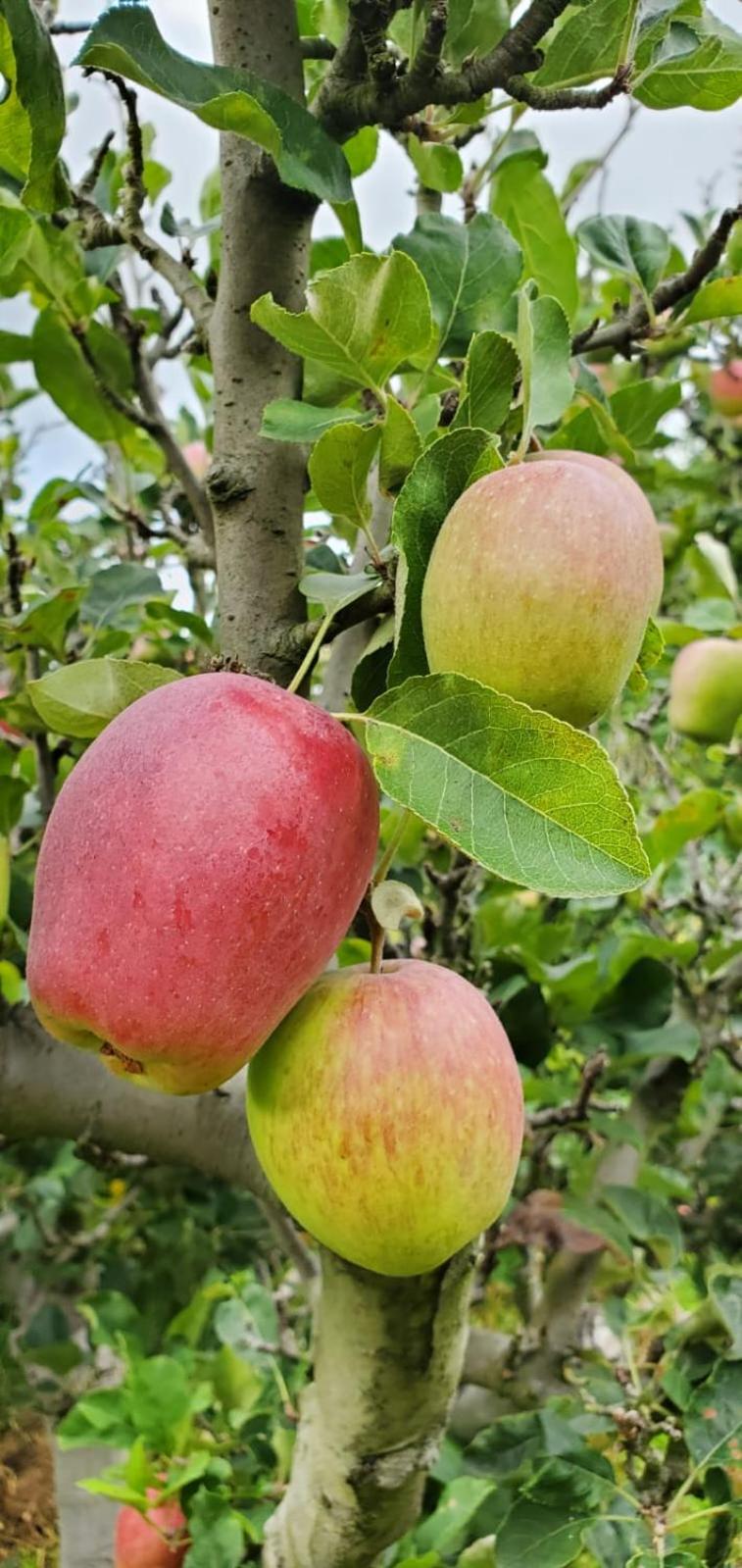 Cabinas las Manzanas Bed y Breakfast