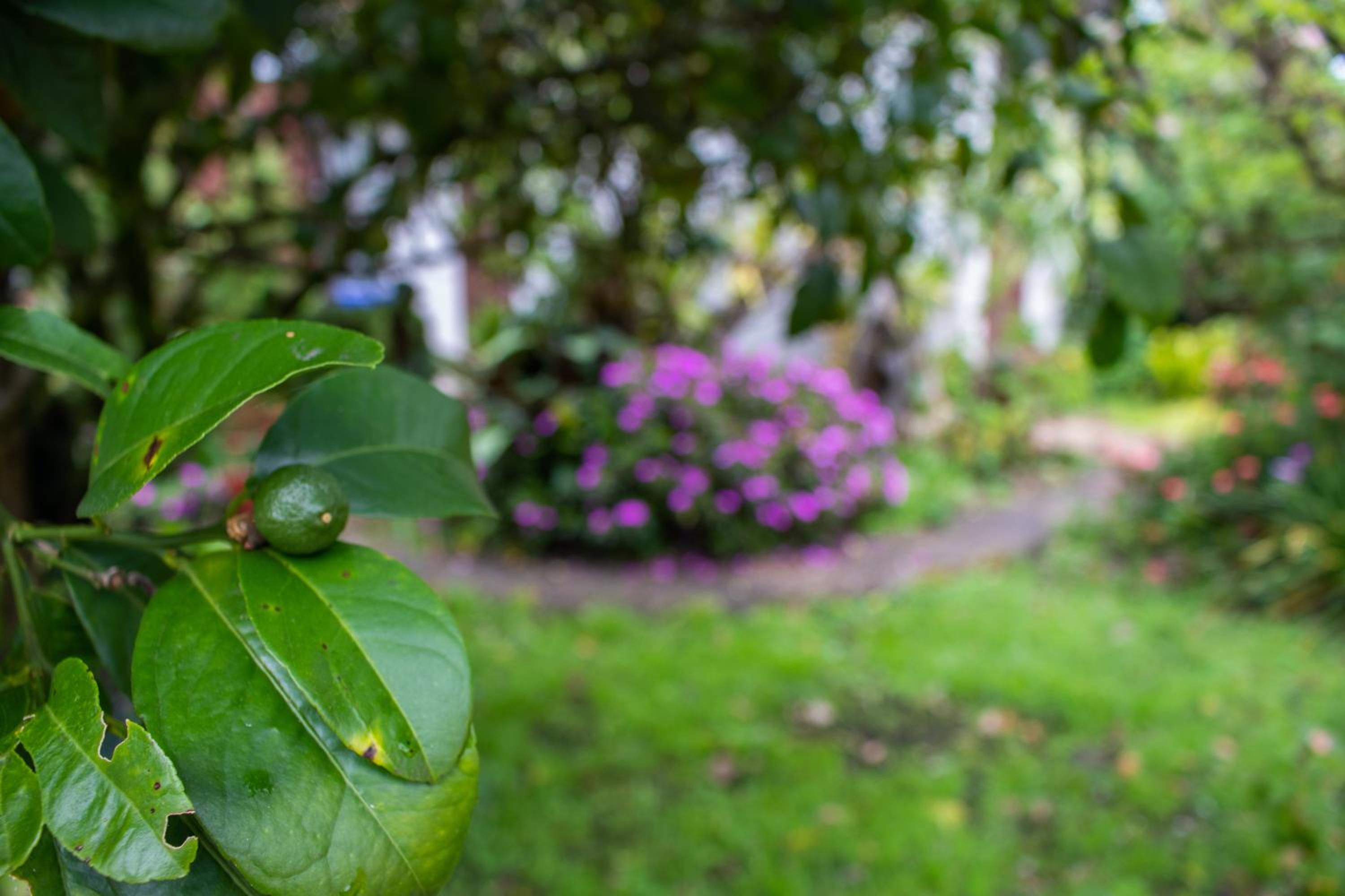 Cabinas las Manzanas Bed y Breakfast