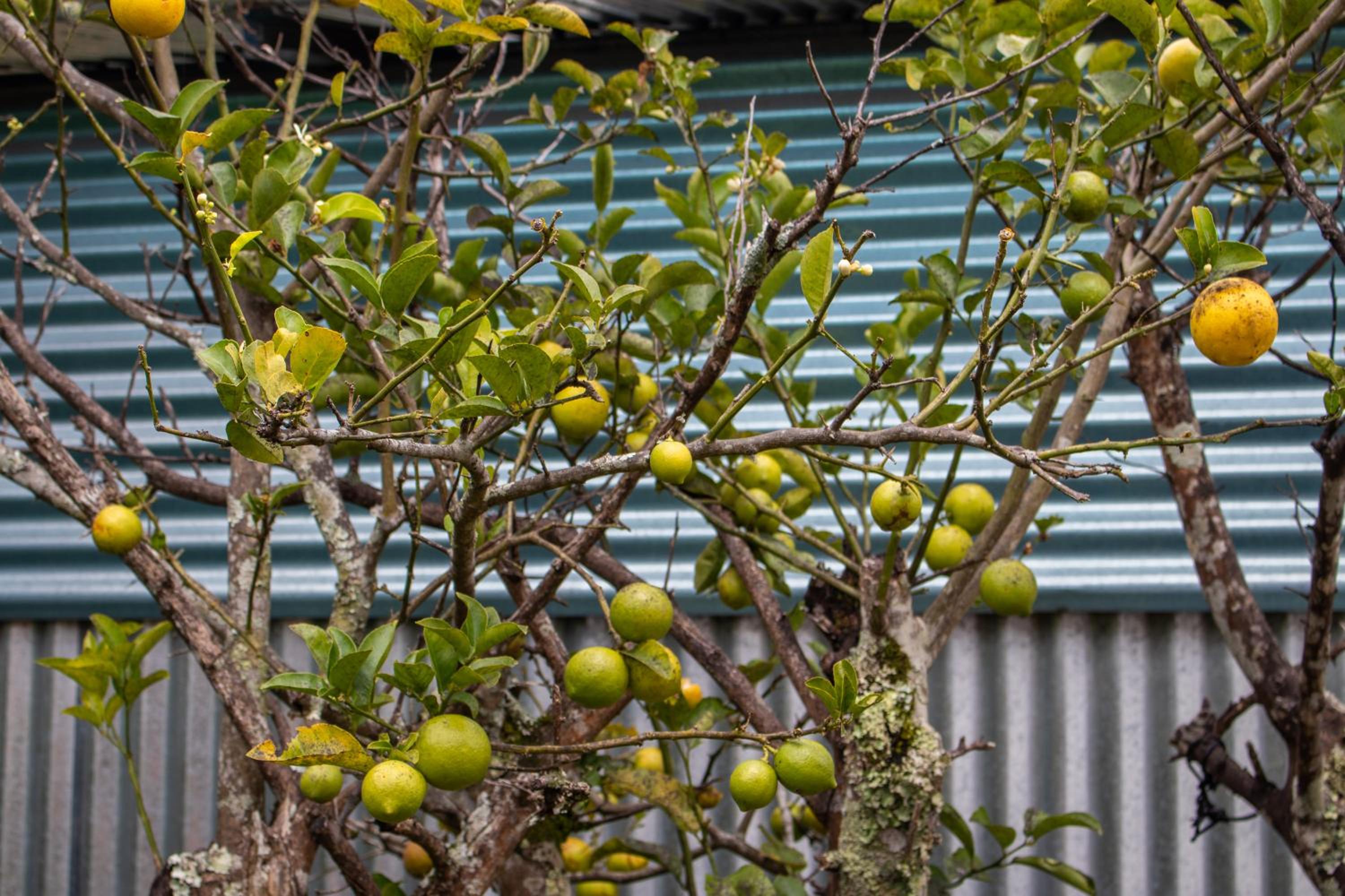 Cabinas las Manzanas Bed y Breakfast