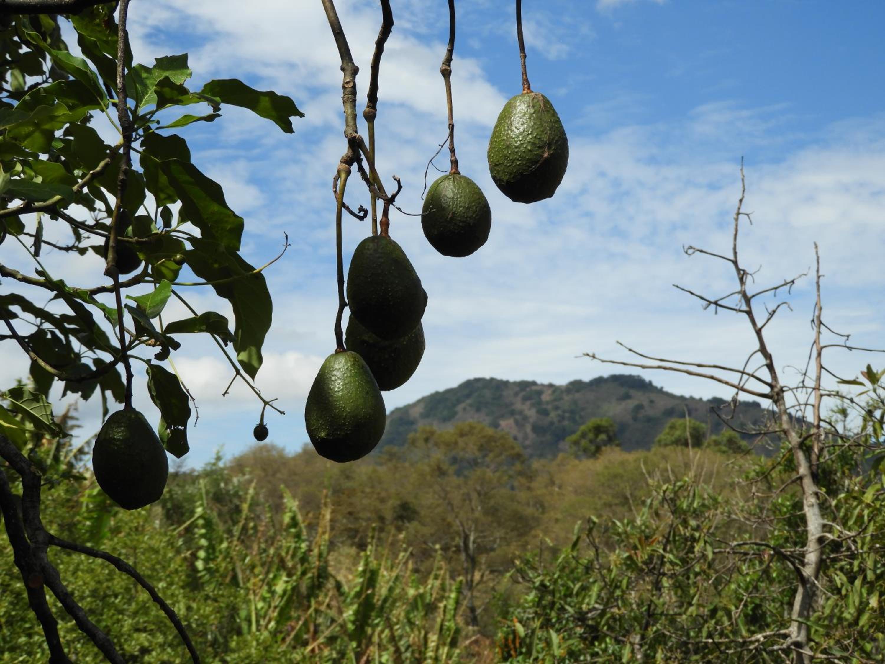 Cabinas las Manzanas Bed y Breakfast