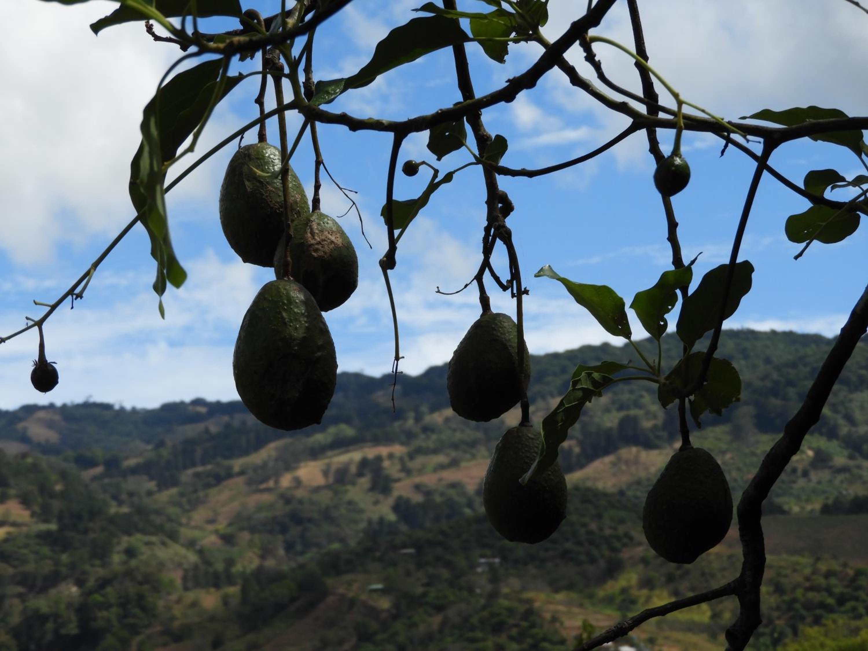 Cabinas las Manzanas Bed y Breakfast