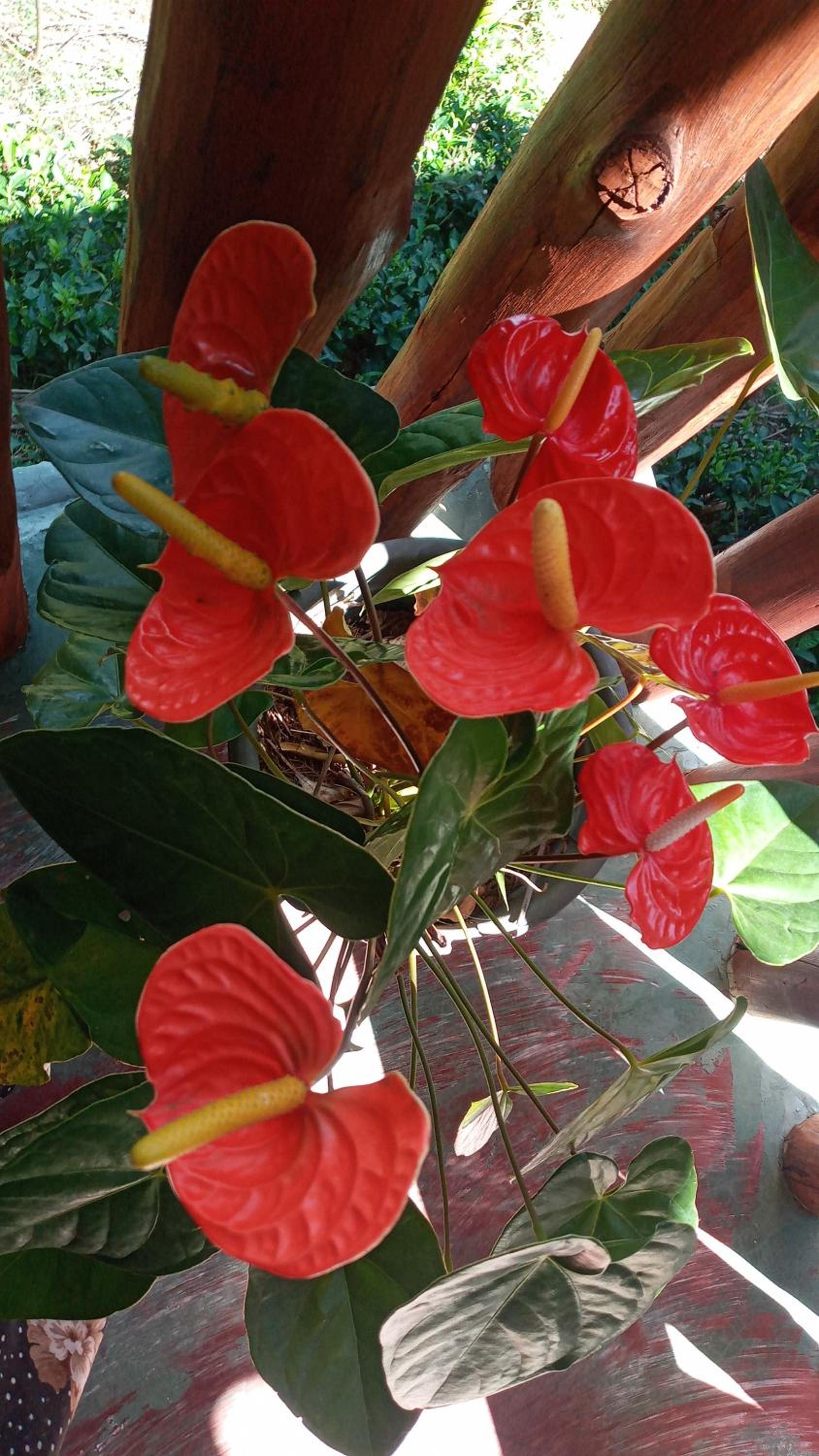 Photo 40