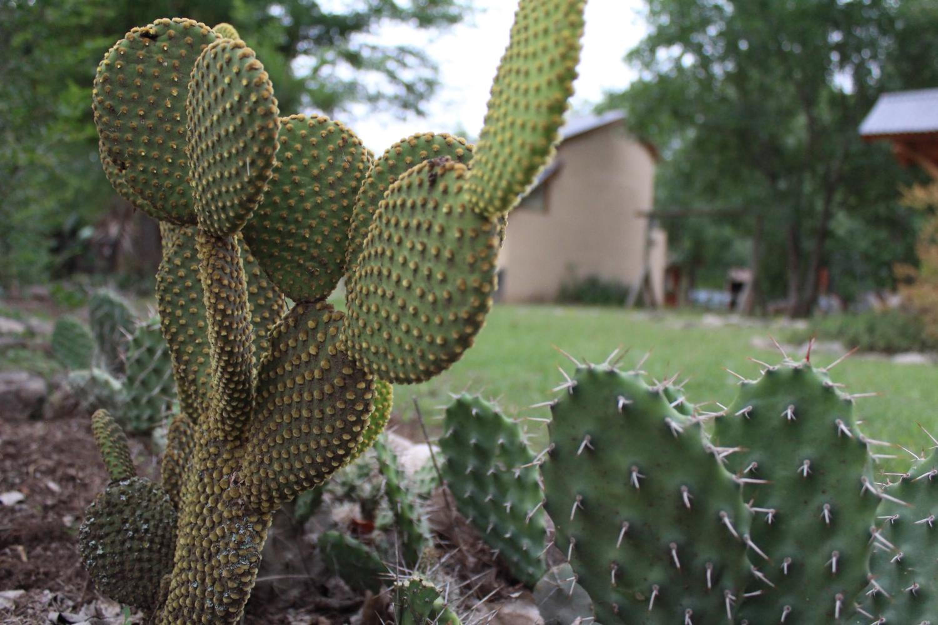 Rancho Pampa