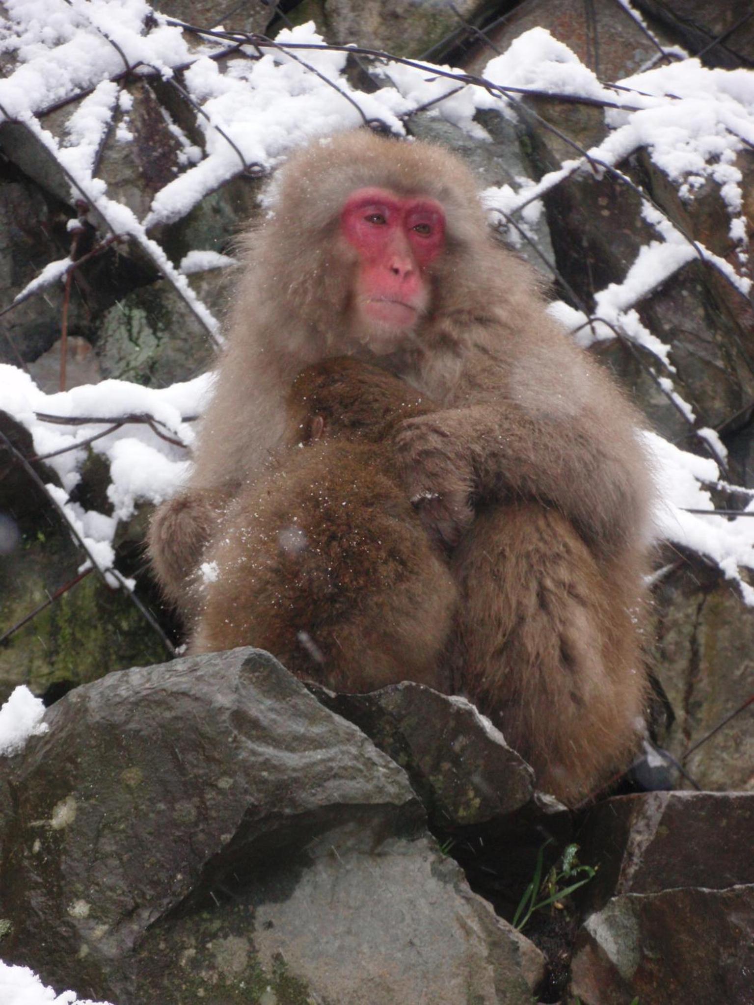 Sakaeya