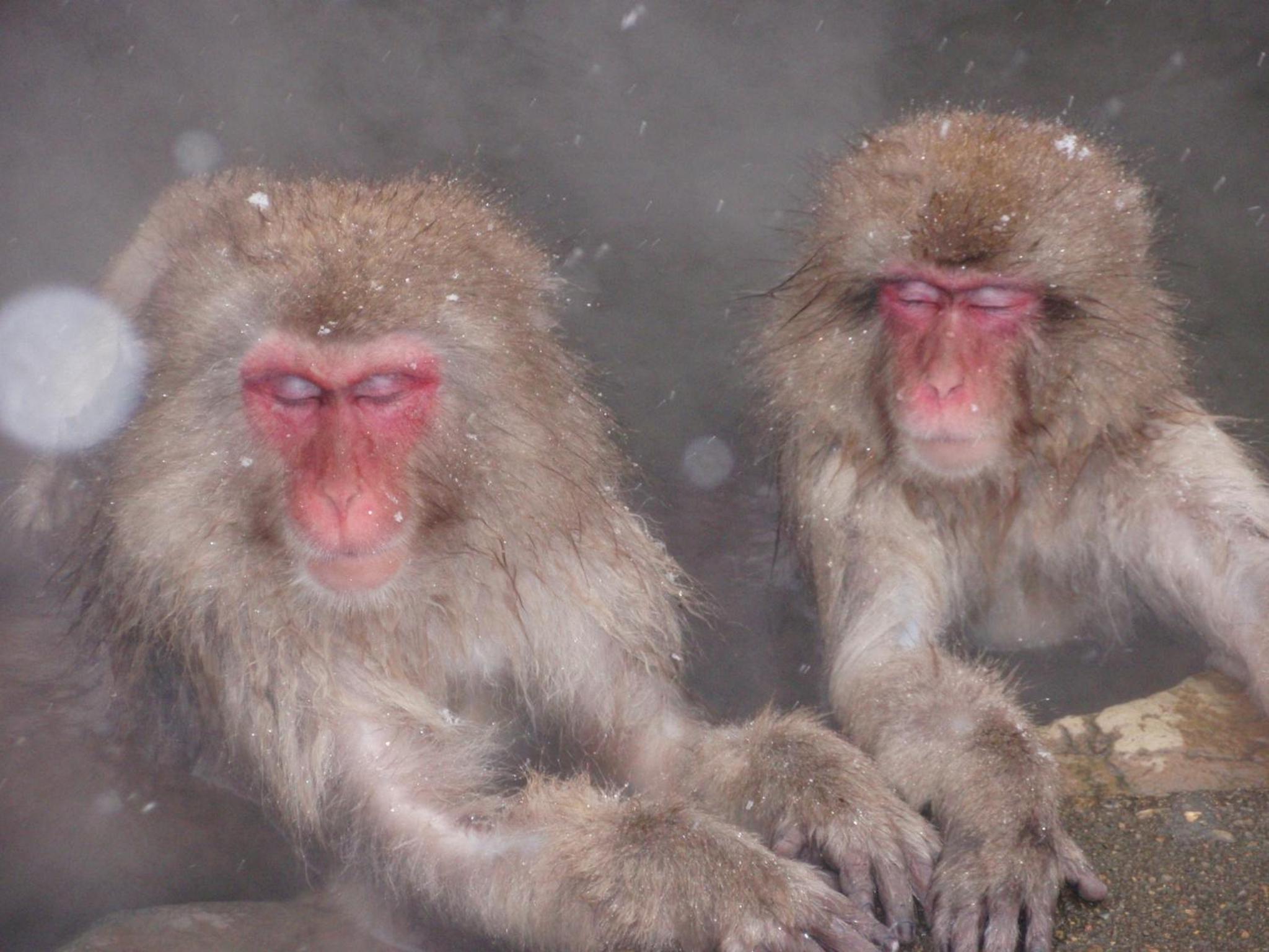 Sakaeya