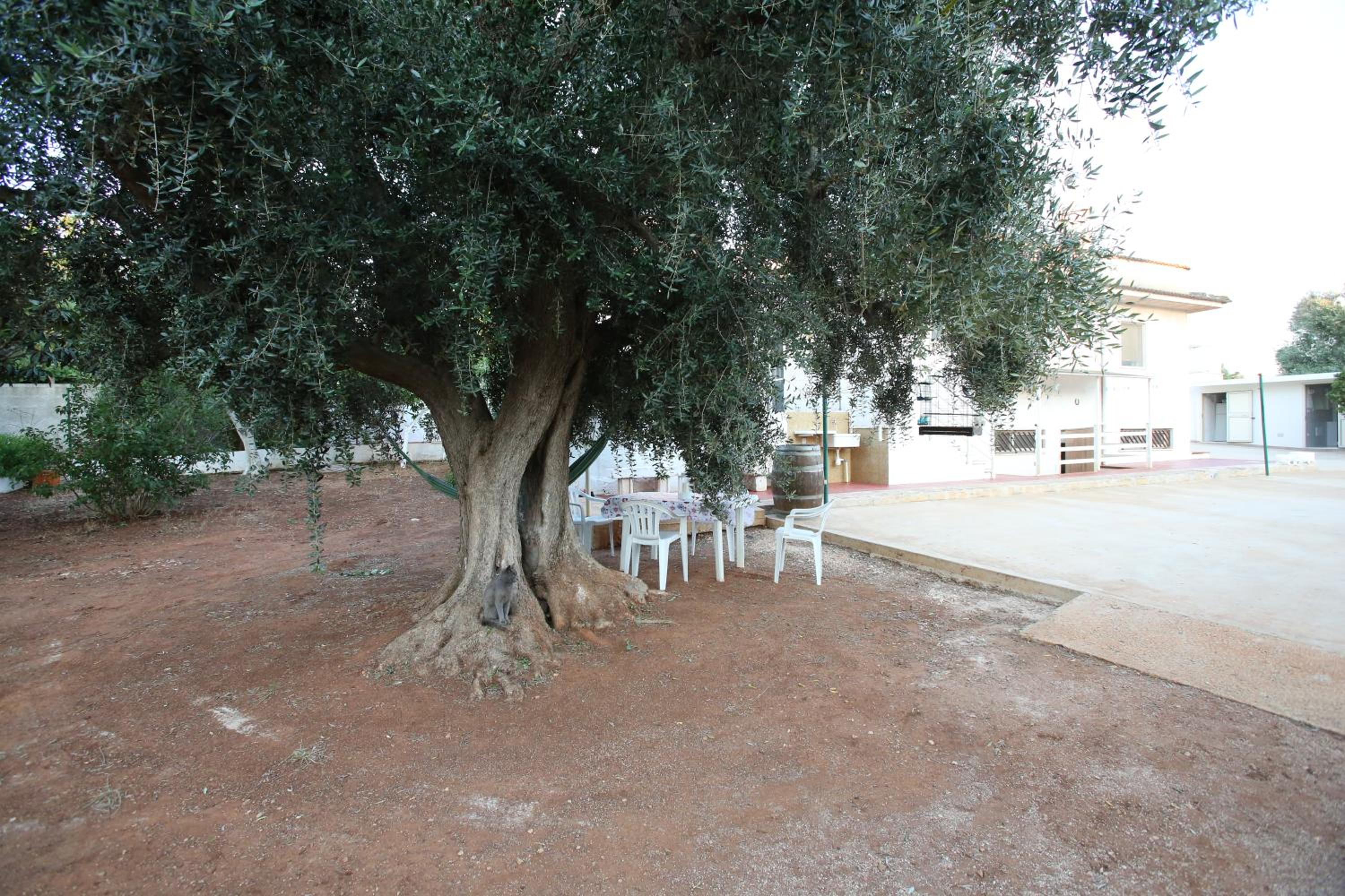 Cottage-Casolare pugliese view 4