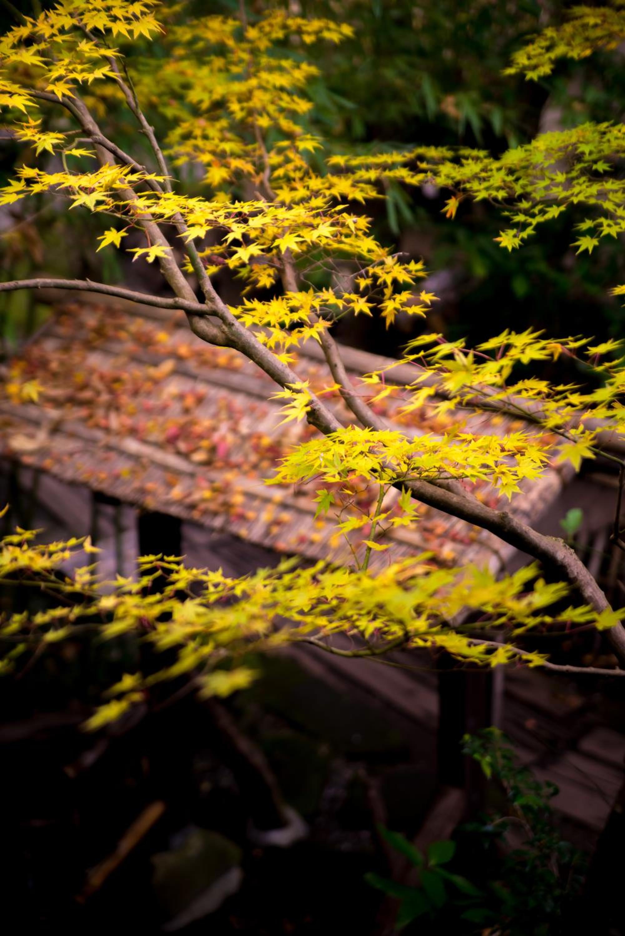 Kurokawa Onsen Oyado Noshiyu