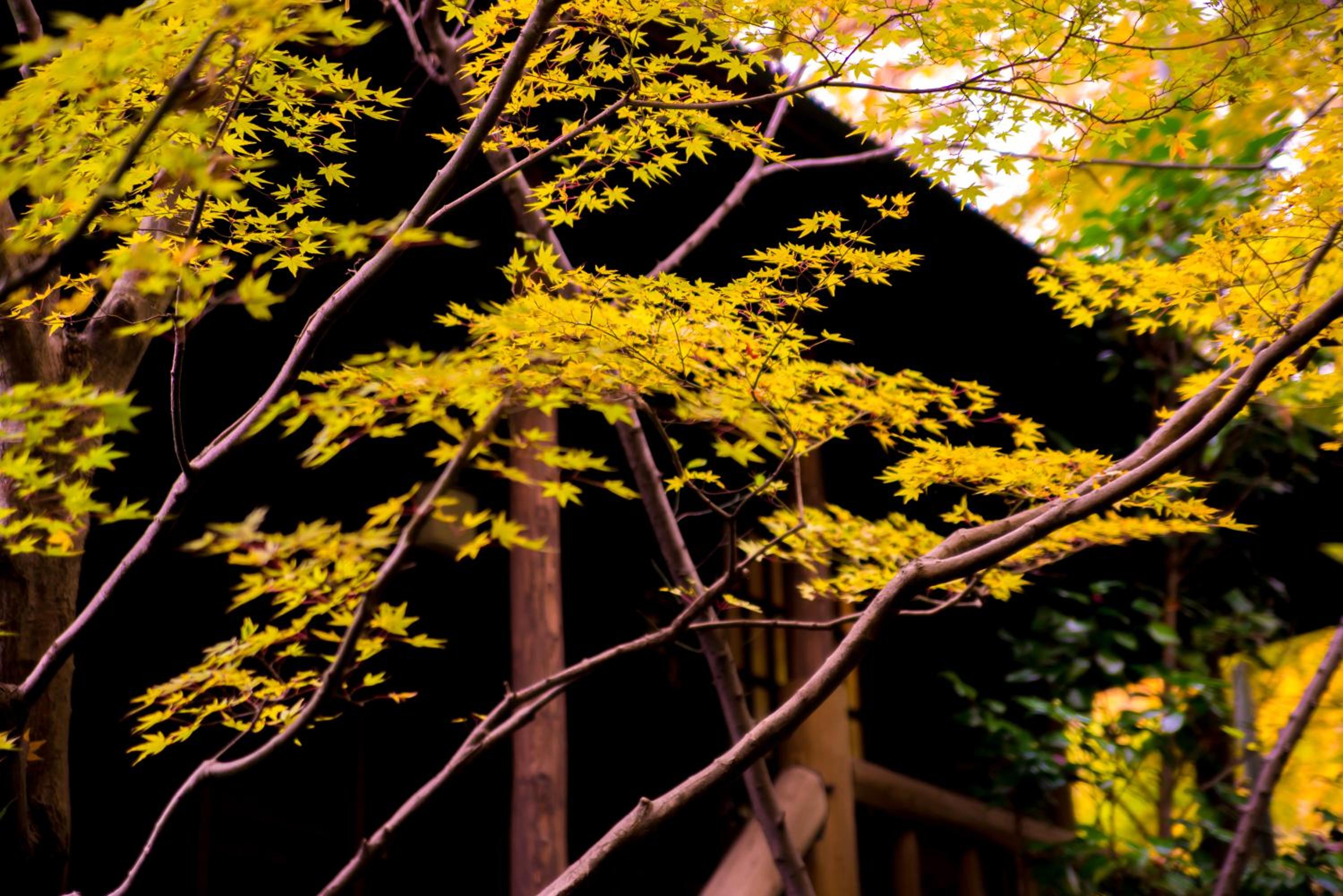 Kurokawa Onsen Oyado Noshiyu