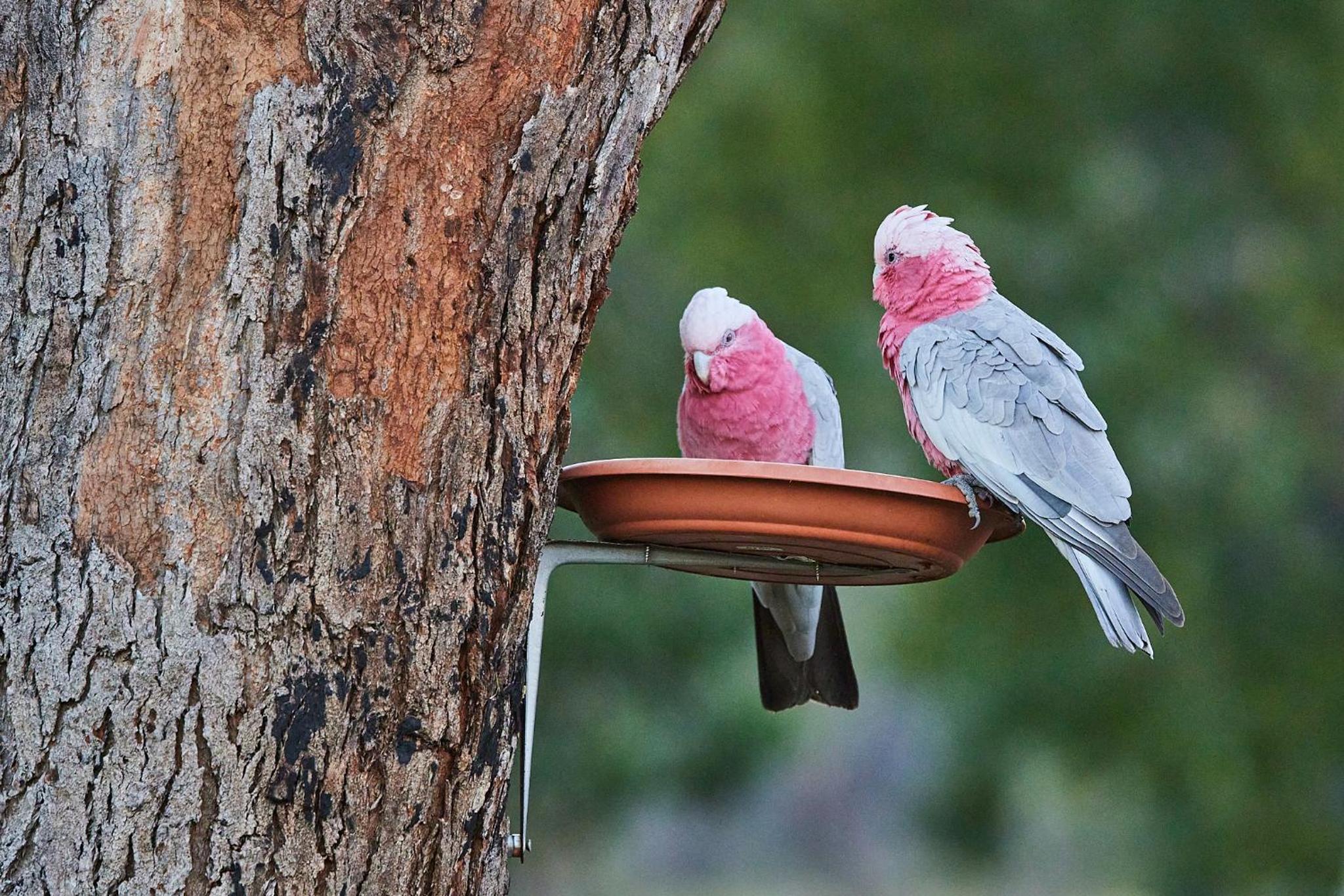 A Stanthorpe Getaway