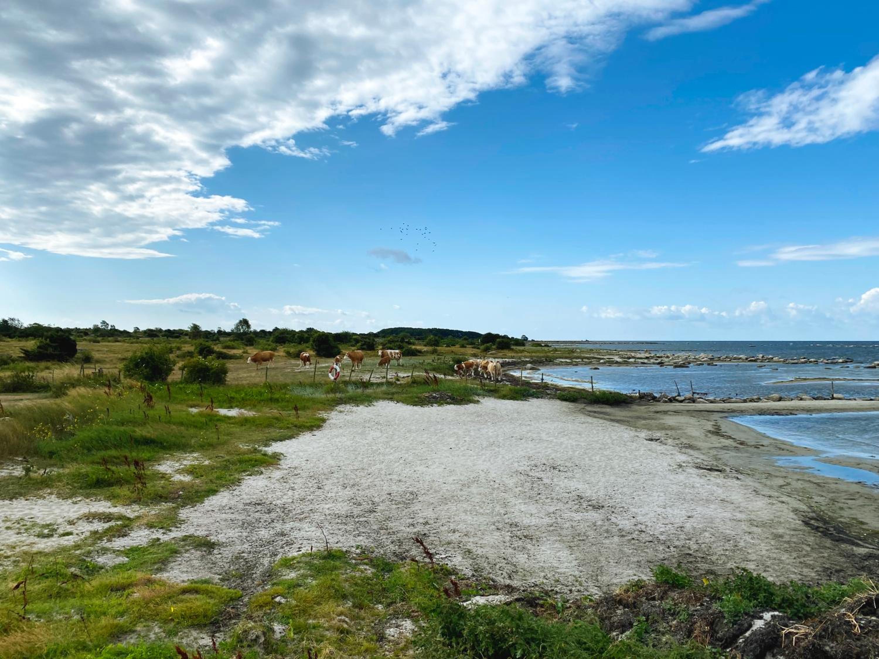 Hälleviks Camping
