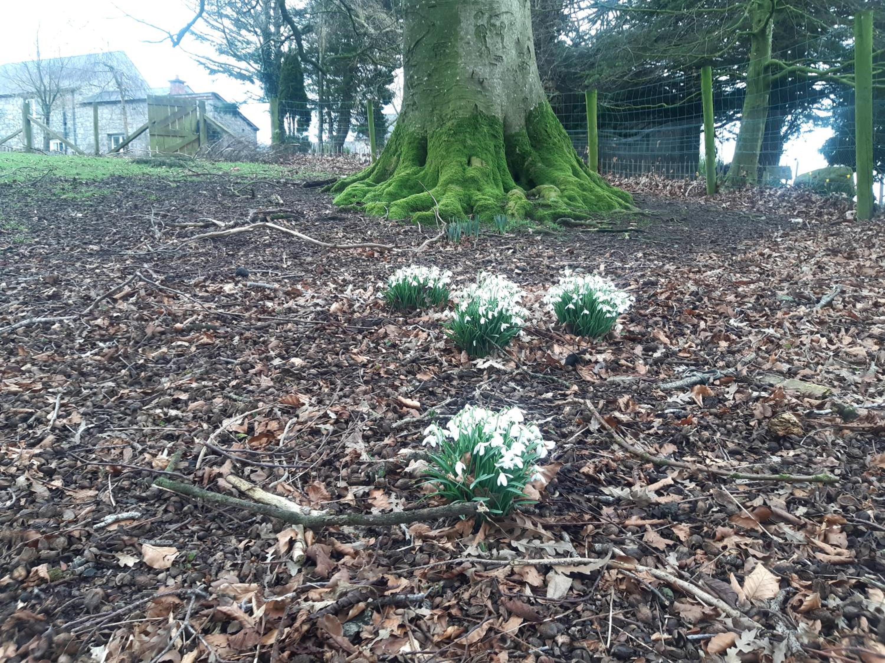 Bluebell Cottage