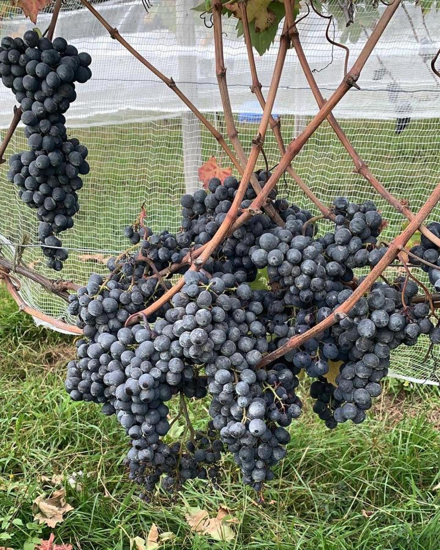 Tenuta Bergamaschi
