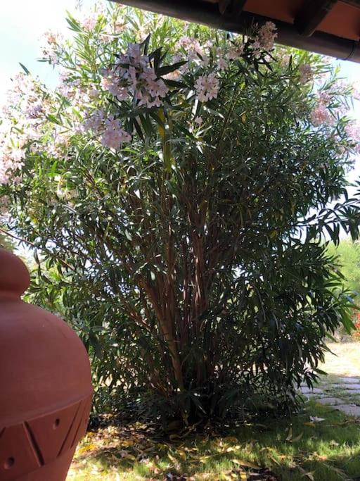 Villetta Reparata view 4