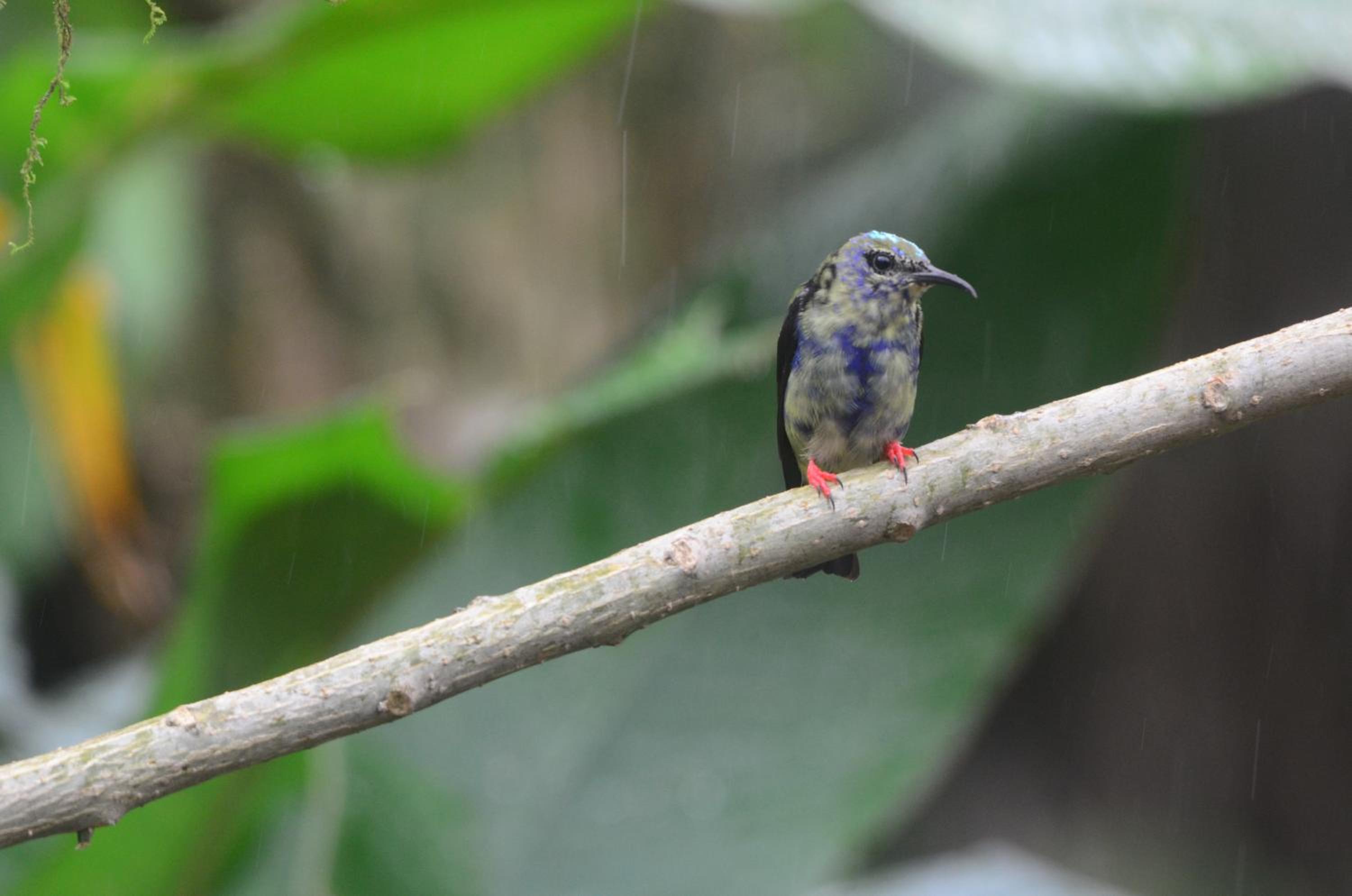 Birds & Breakfast Costa Rica