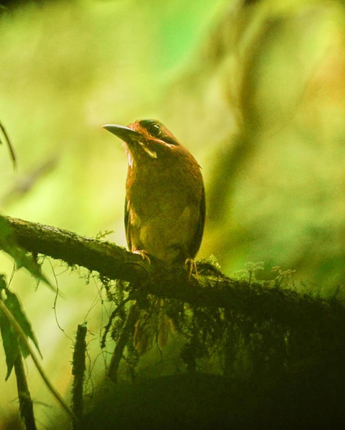 Birds & Breakfast Costa Rica