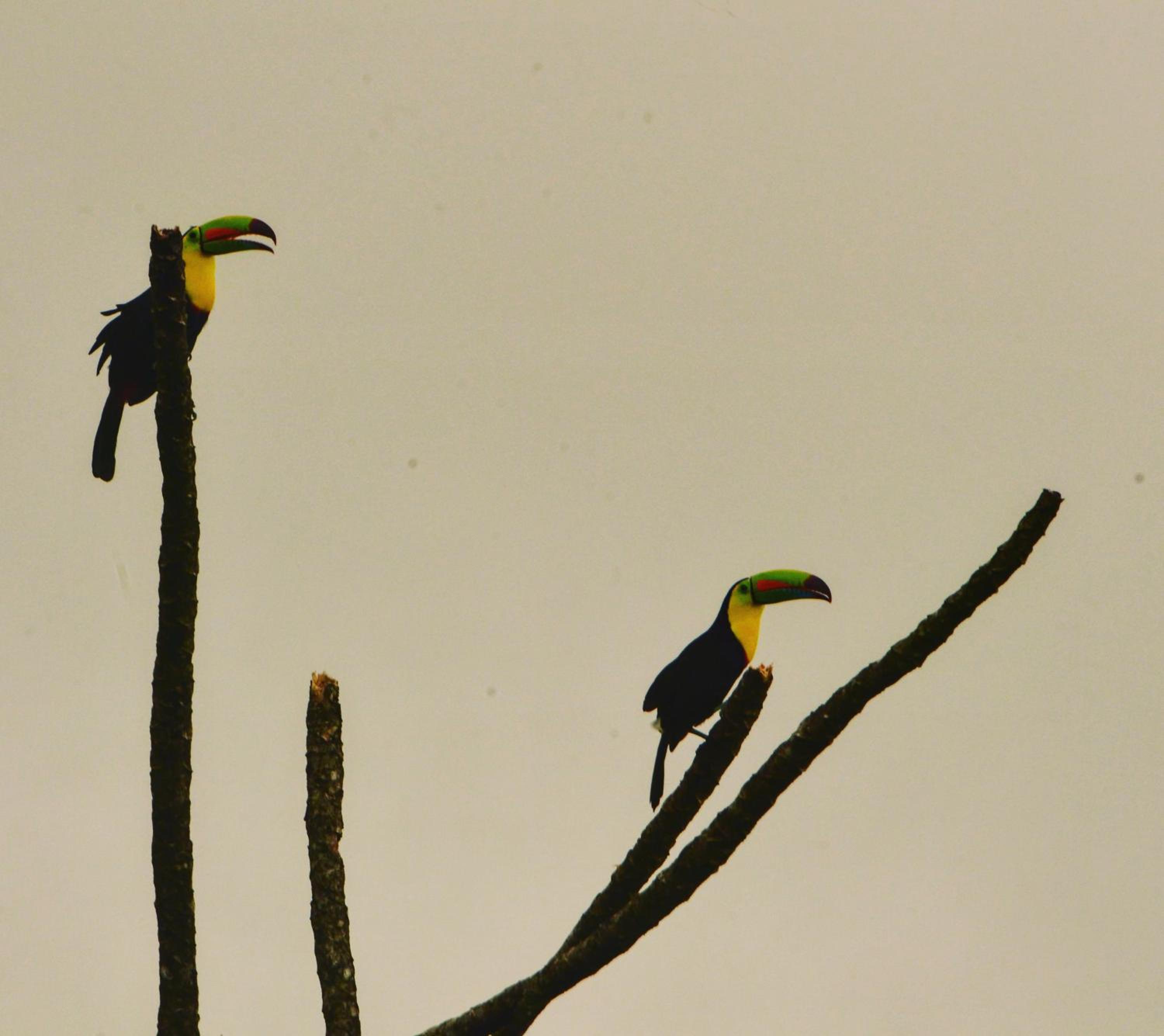 Birds & Breakfast Costa Rica