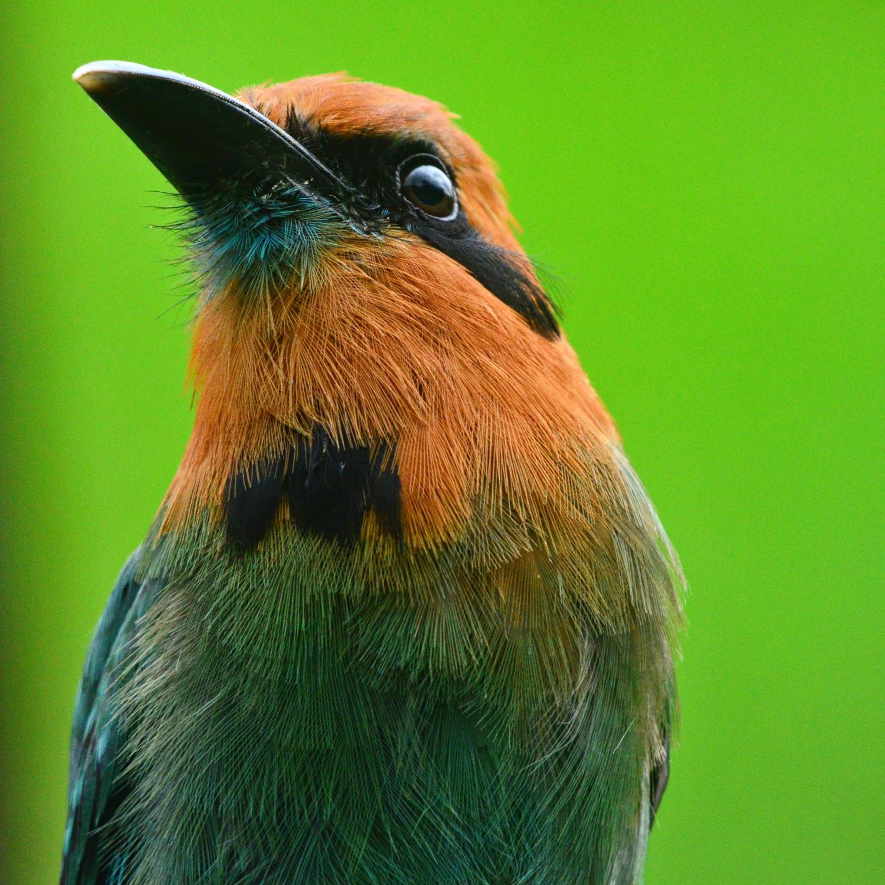 Birds & Breakfast Costa Rica