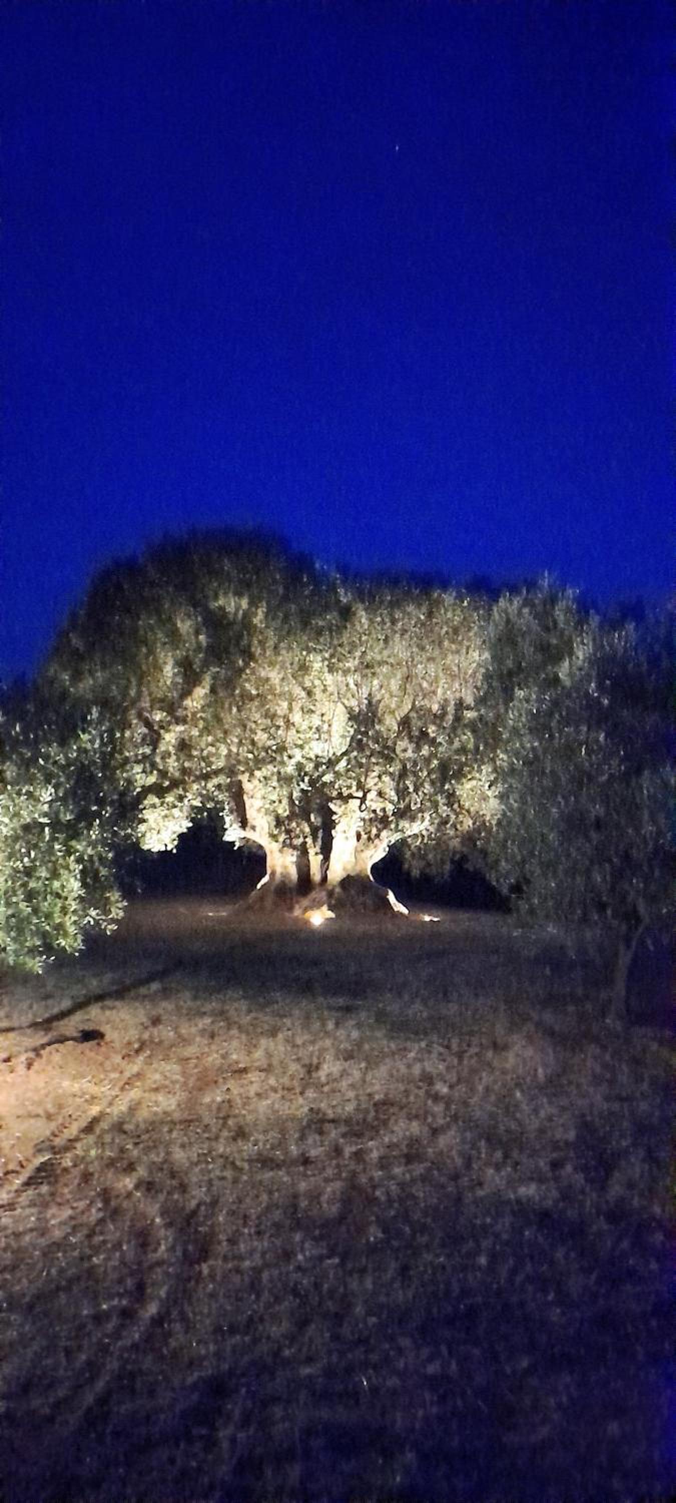 Agriturismo IL VECCHIO OLIVO