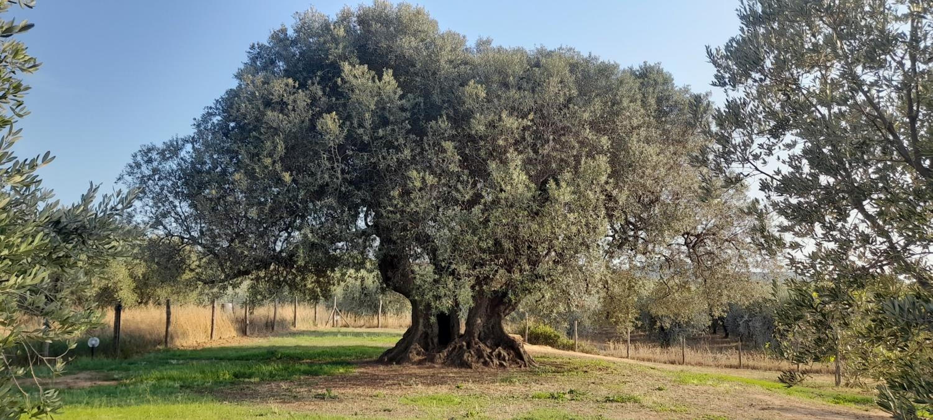 Agriturismo IL VECCHIO OLIVO, Billede 31