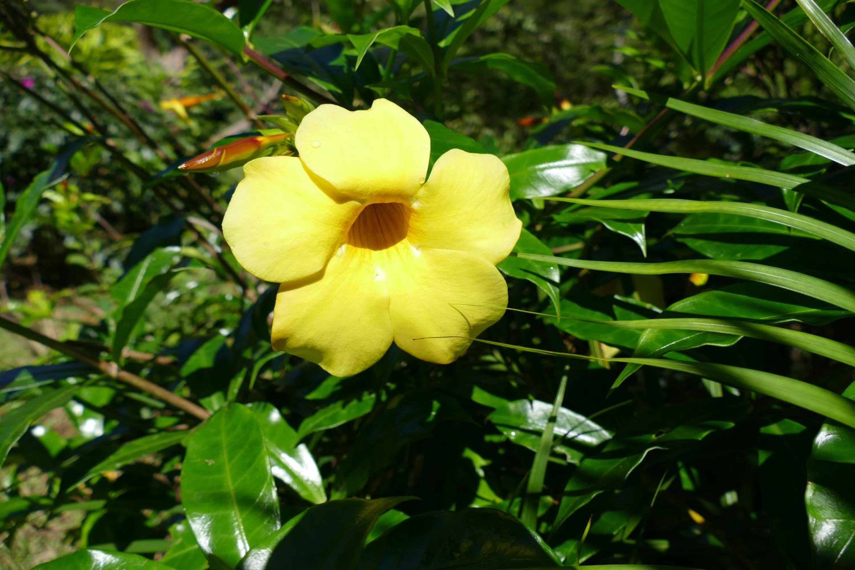 Photo 48