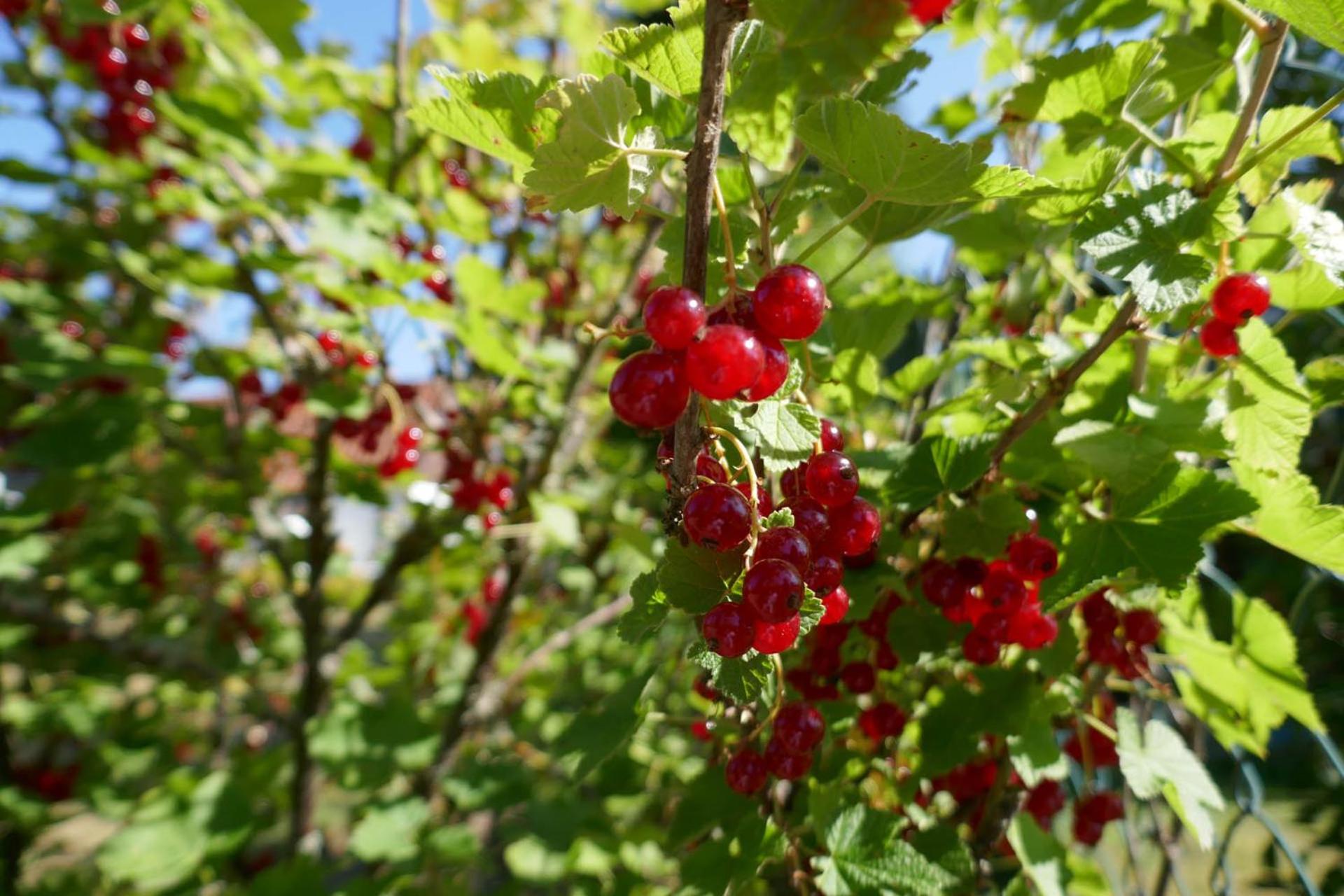 Idas Garten