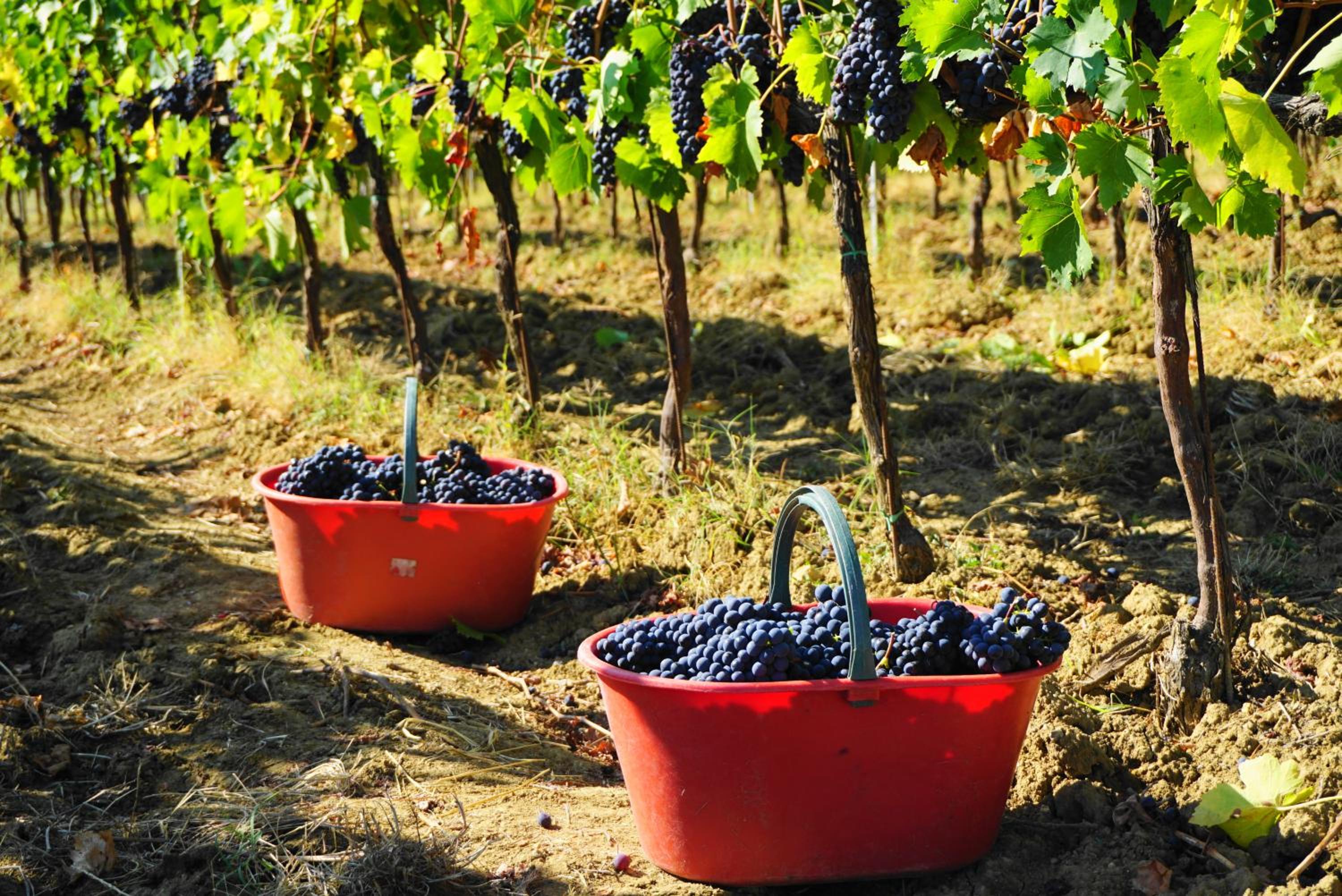 Fattoria Lornano Winery