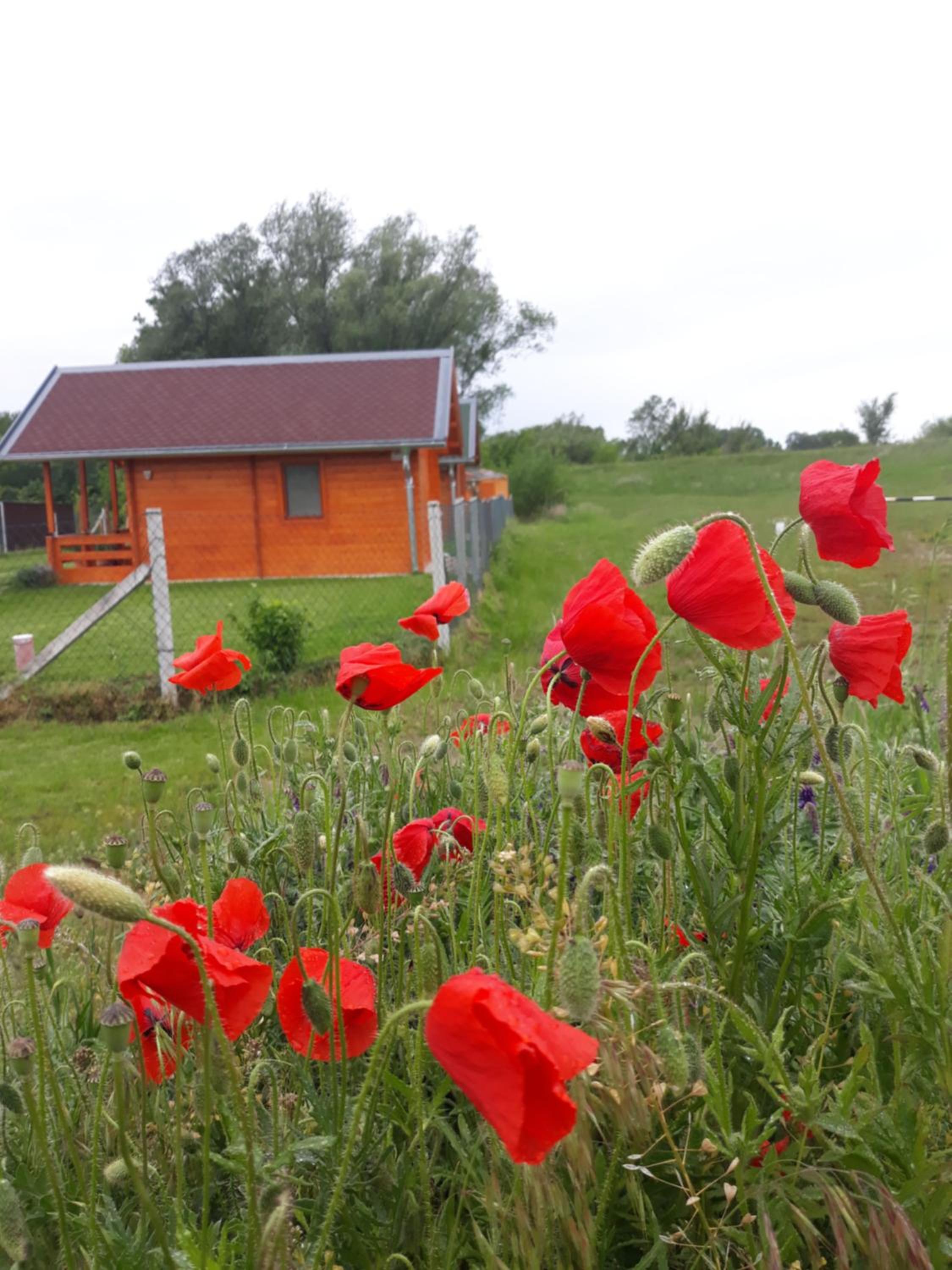 Photo 41