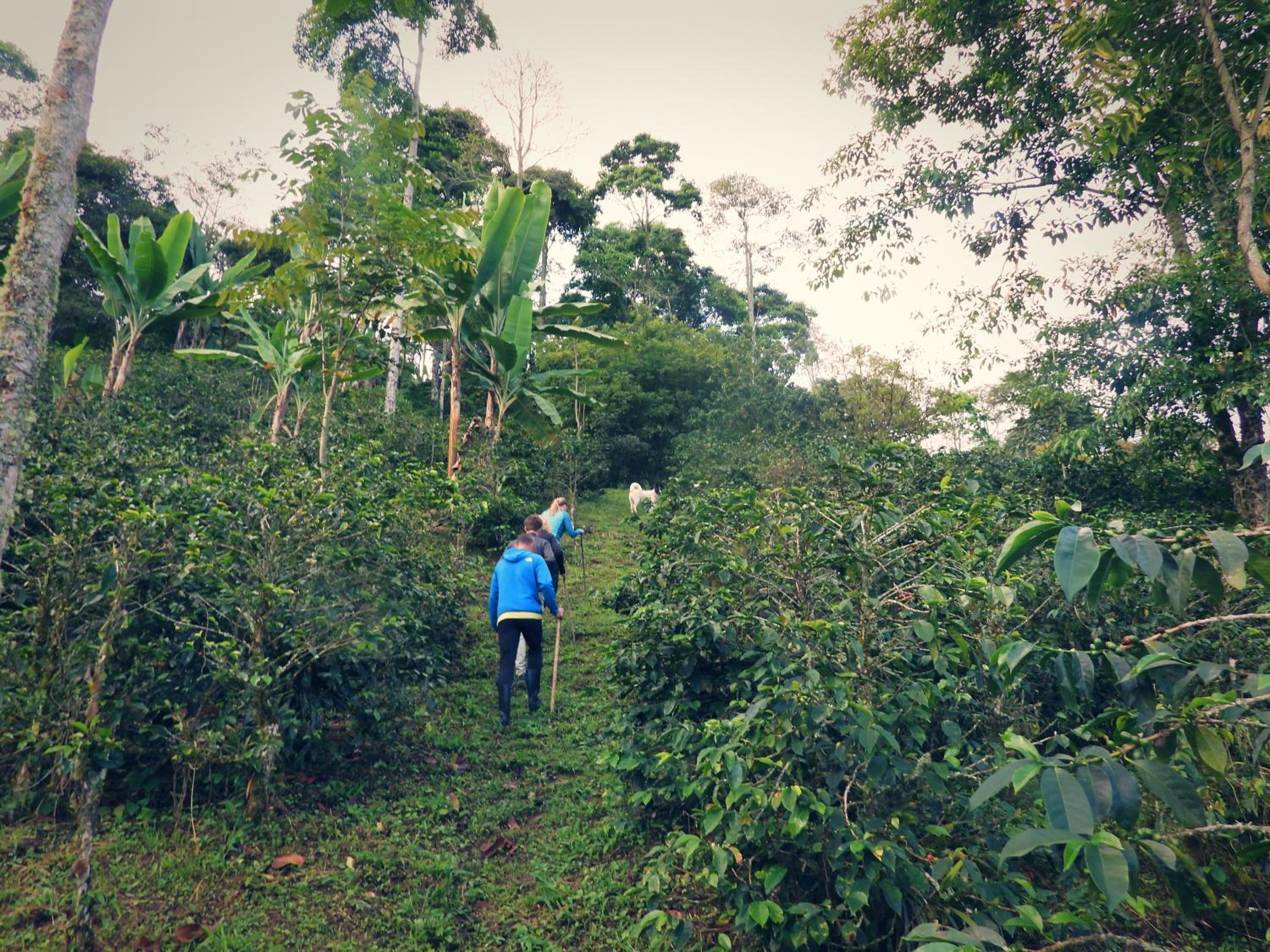 Finca TRADICIONAL EL OTOÑO