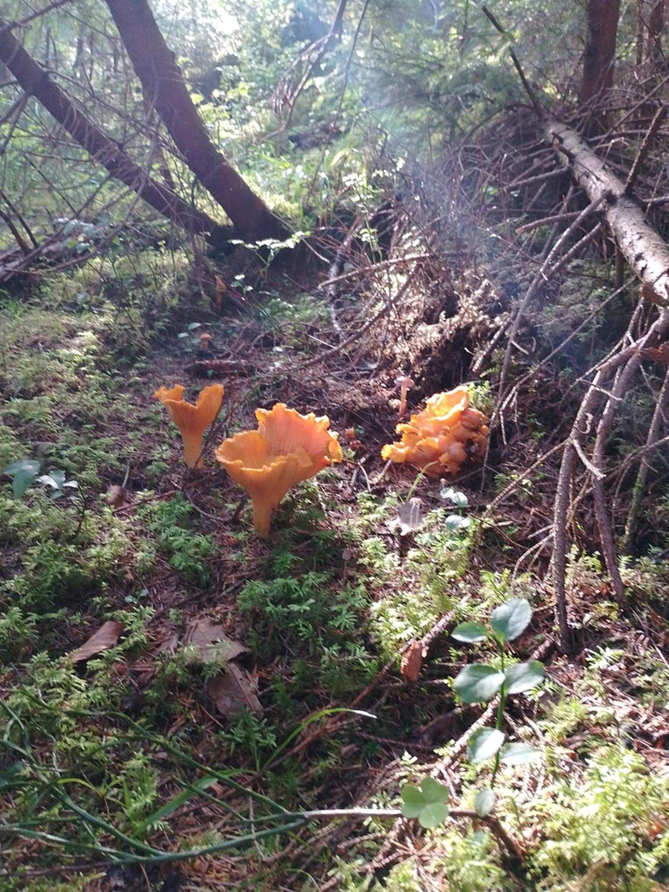 Photo 25
