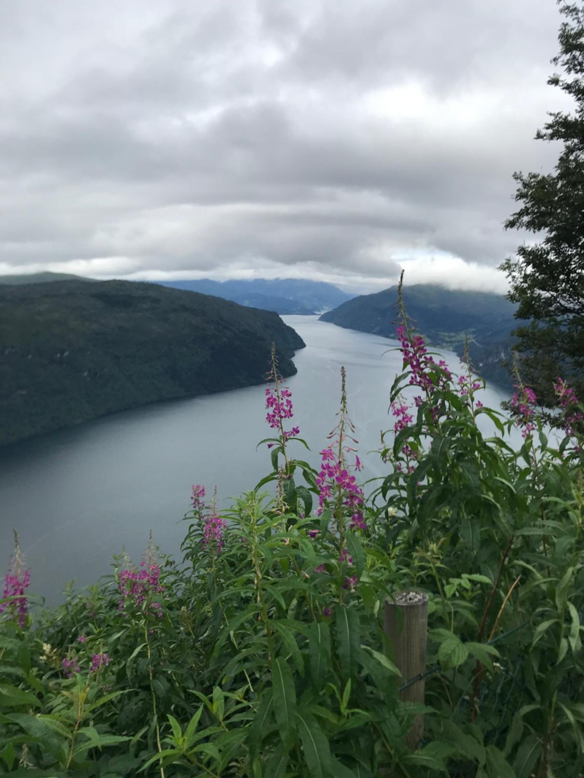 Panorama Fjord Olden