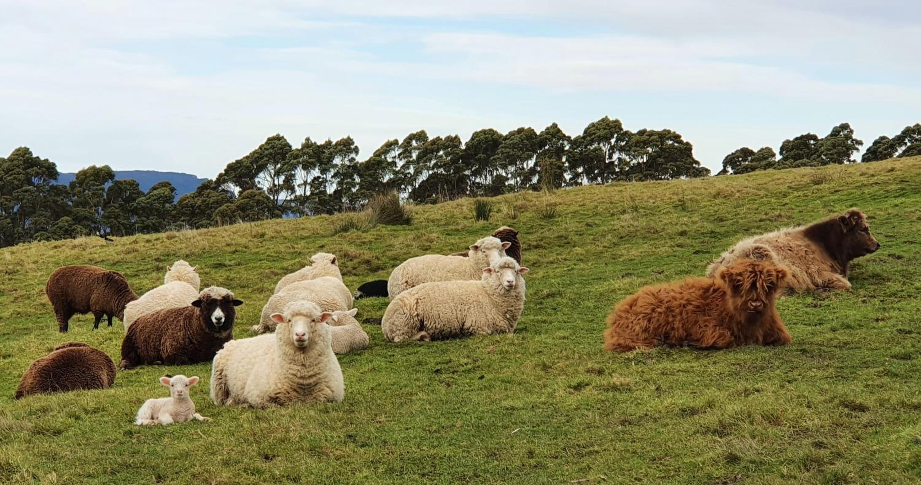 Ruby's Cottage Farm Stay