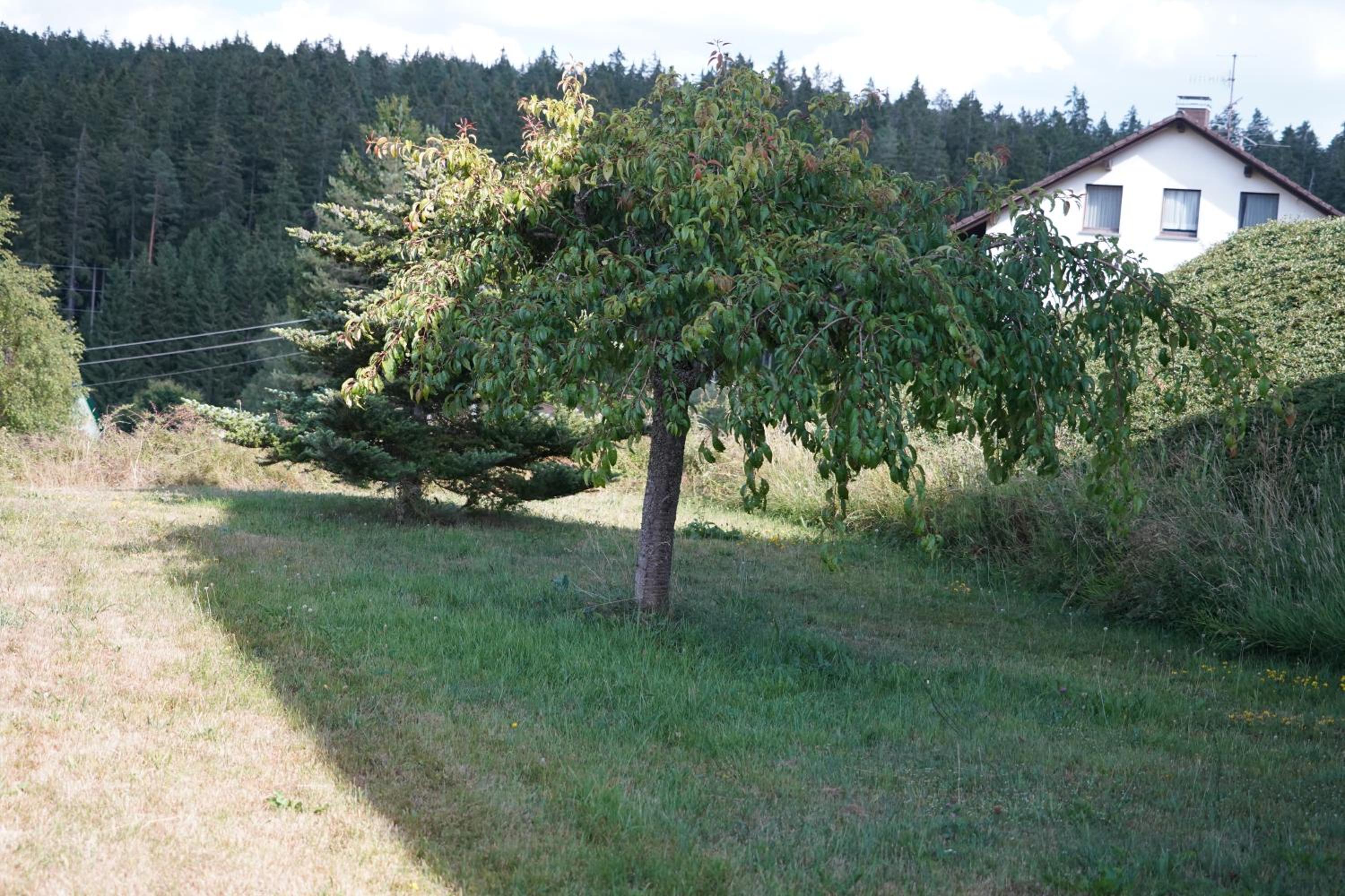 Schwarzwaldblick