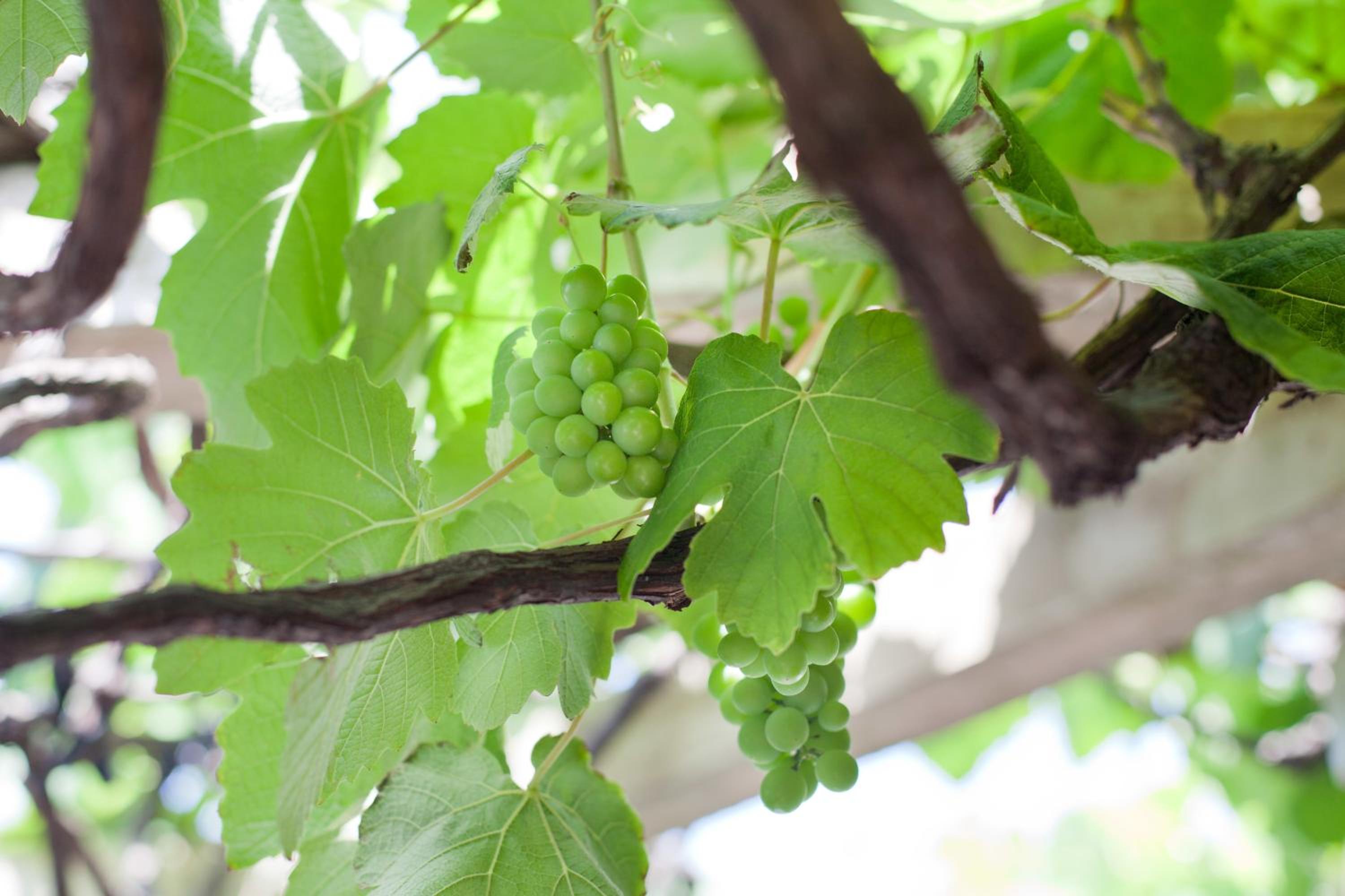 The Vineyard on Ballito