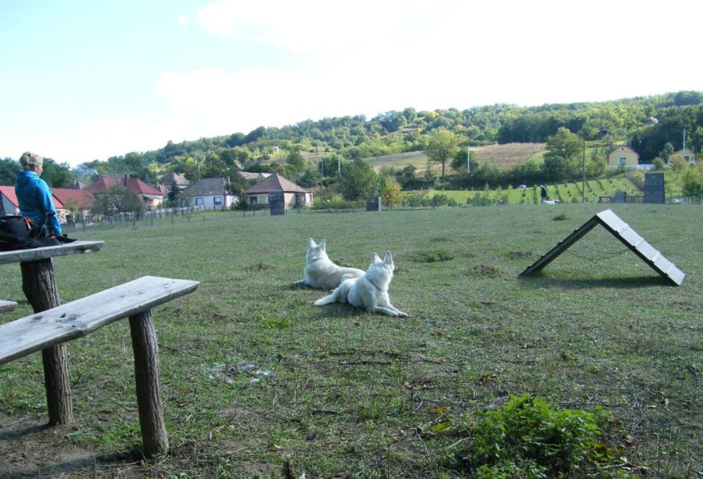 Photo 19