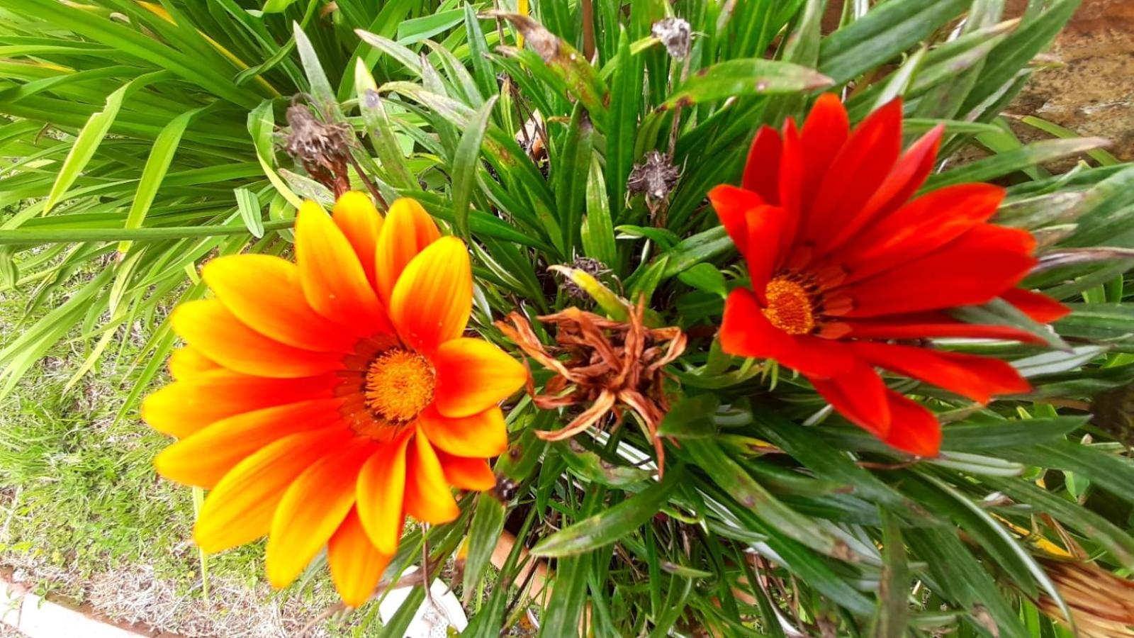 Home Boutique Flores Amarillas