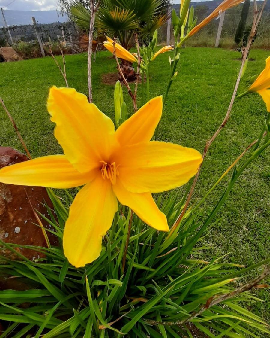 Home Boutique Flores Amarillas