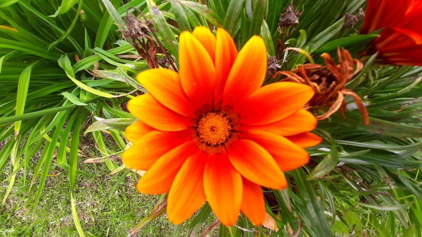 Home Boutique Flores Amarillas